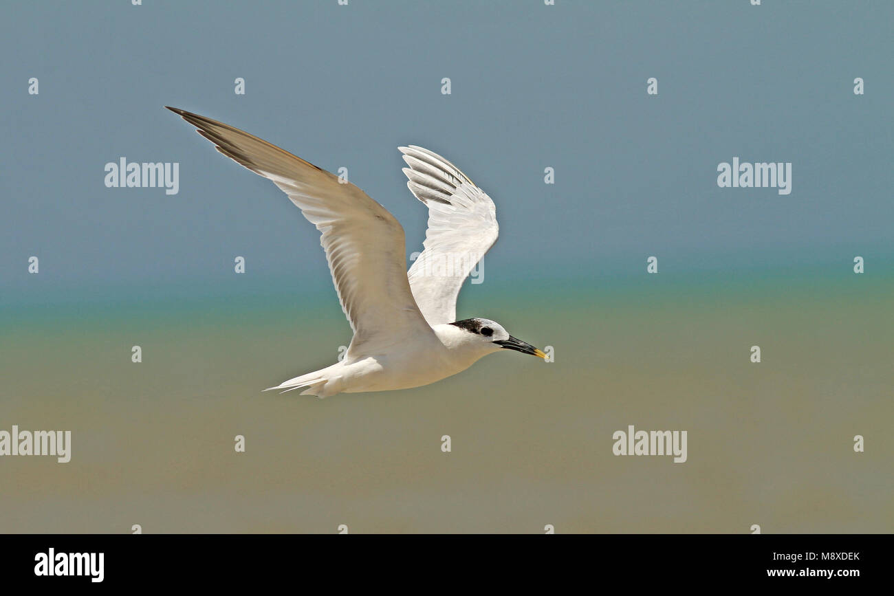 Vliegende Amerikaanse Grote Stern in zijn wintergebied; Flying Cabot's Tern (Sterna acuflavidus) in winter area Stock Photo