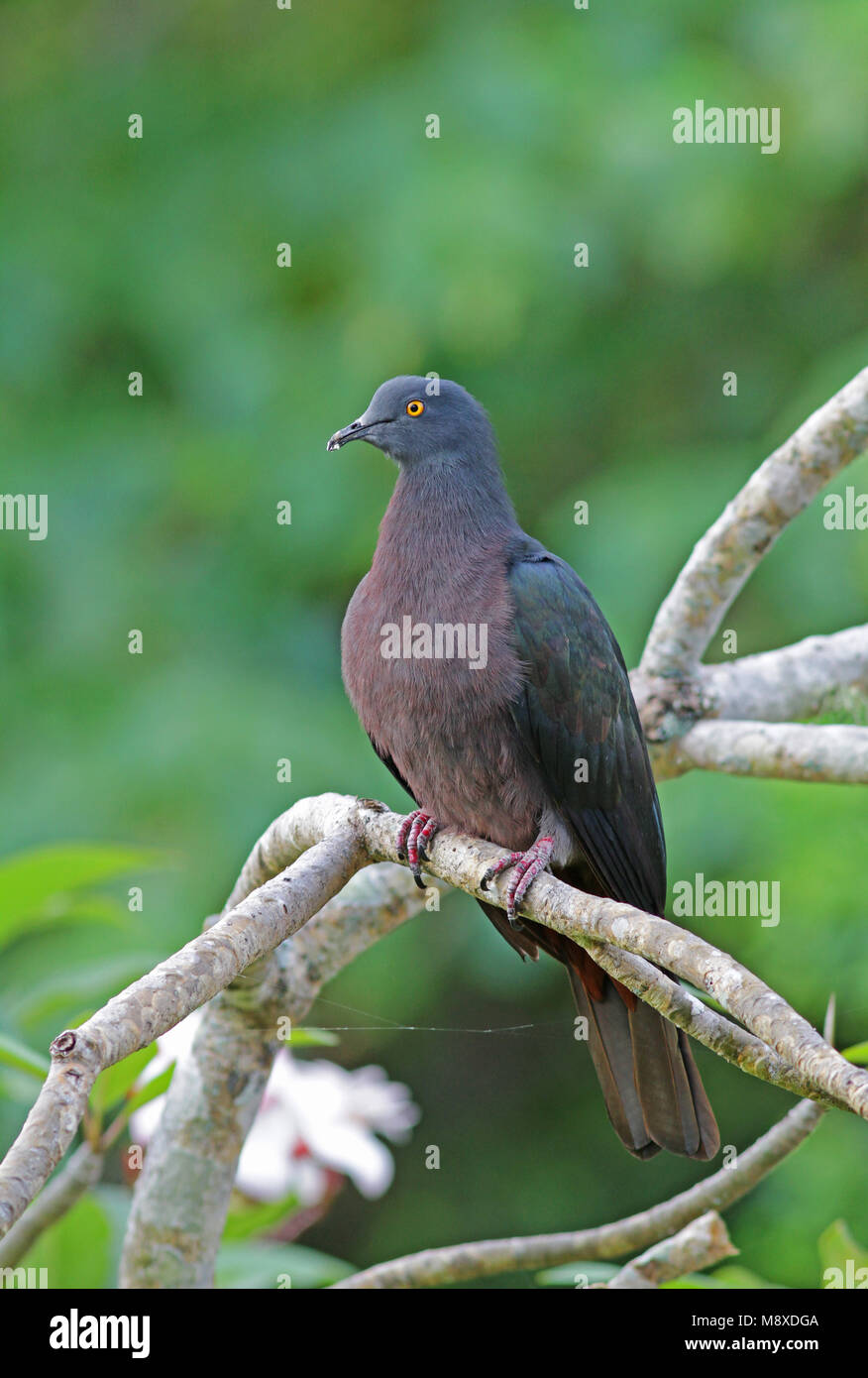 Whartons Muskaatduif, Christmas Island Imperial-Pigeon Stock Photo