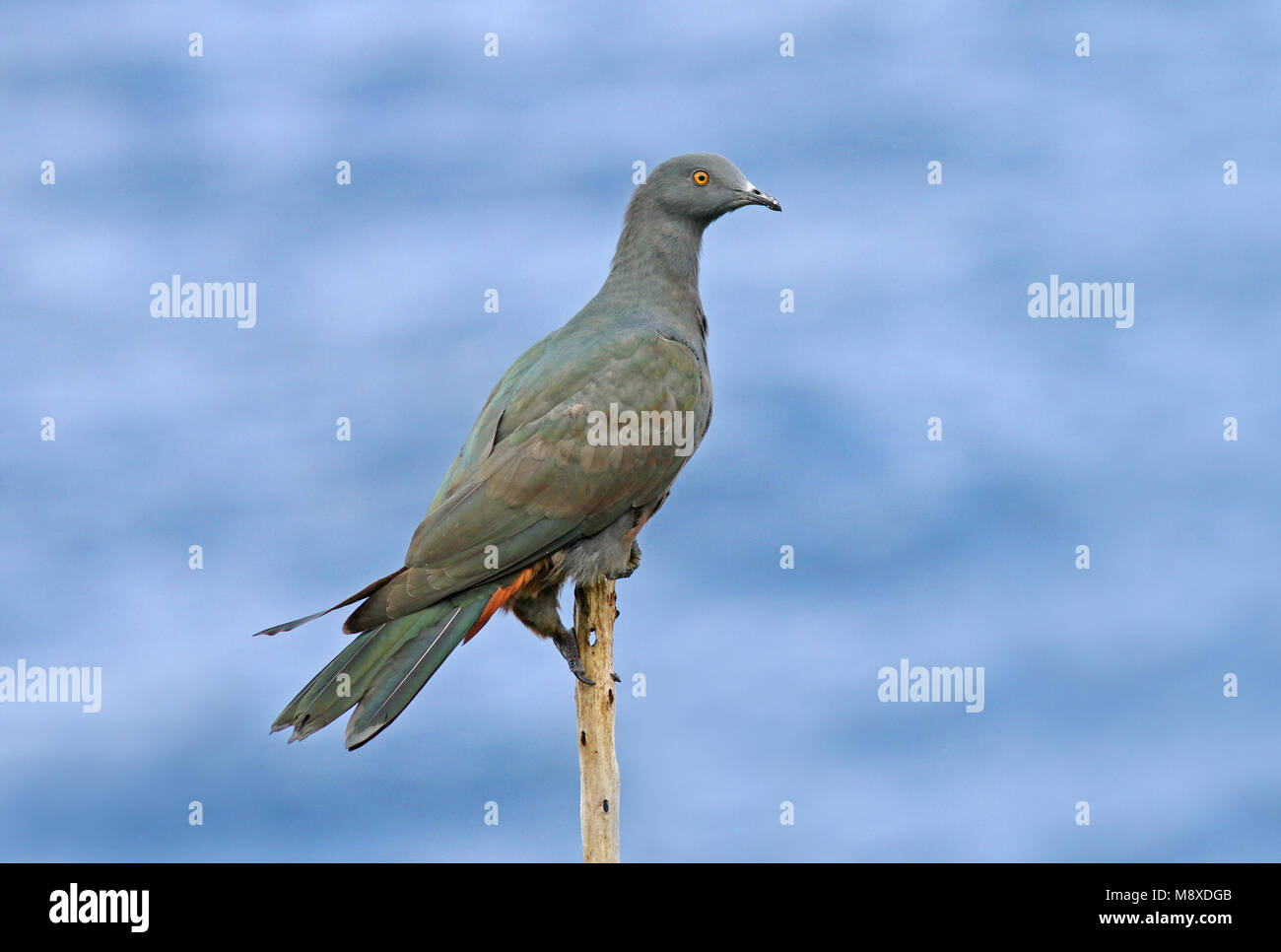 Whartons Muskaatduif, Christmas Island Imperial-Pigeon Stock Photo