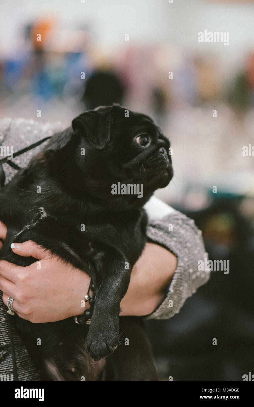 Celtic Classic Dog Show 2018 Pug being held before judging Stock Photo