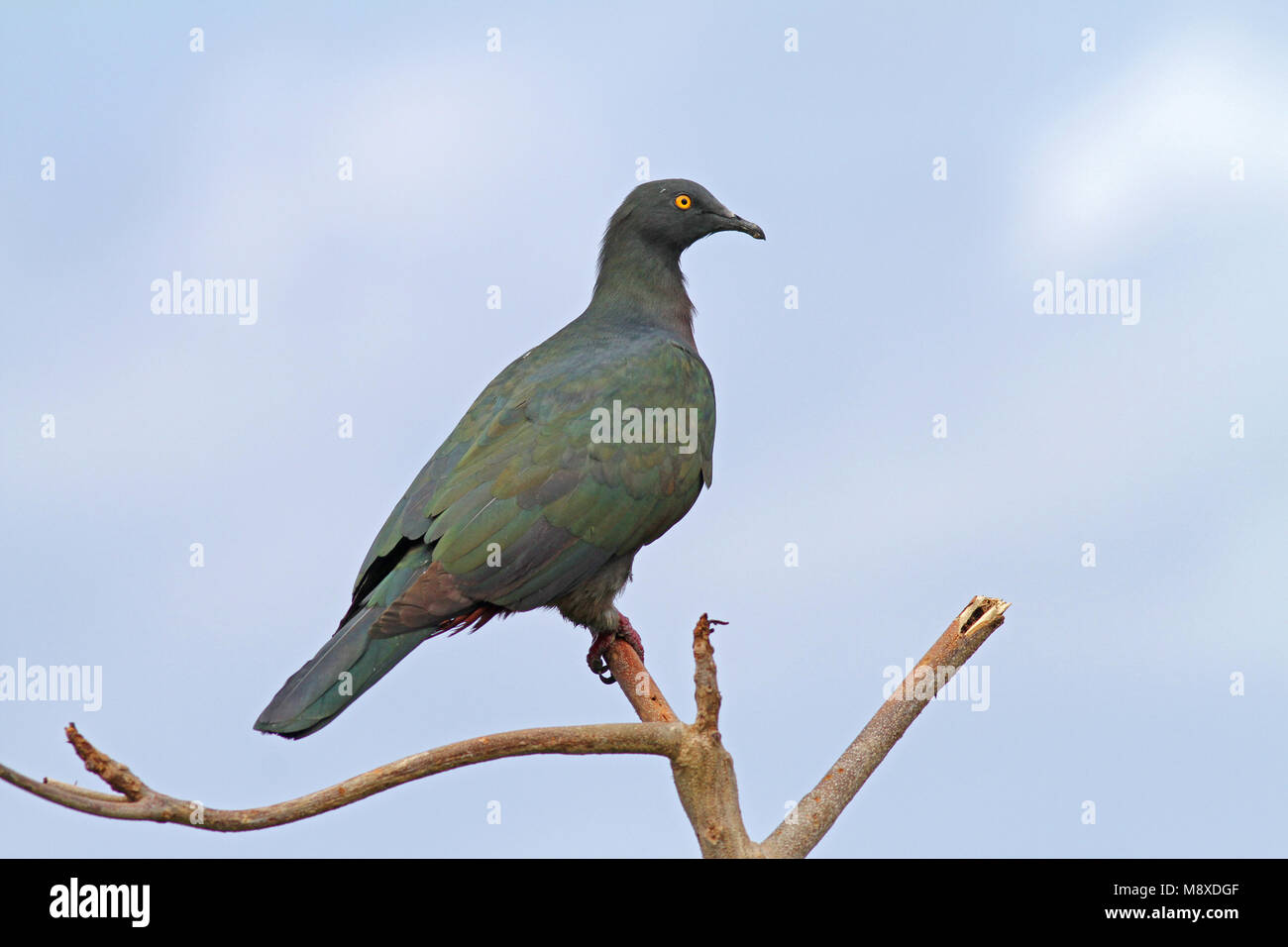 Whartons Muskaatduif, Christmas Island Imperial-Pigeon Stock Photo