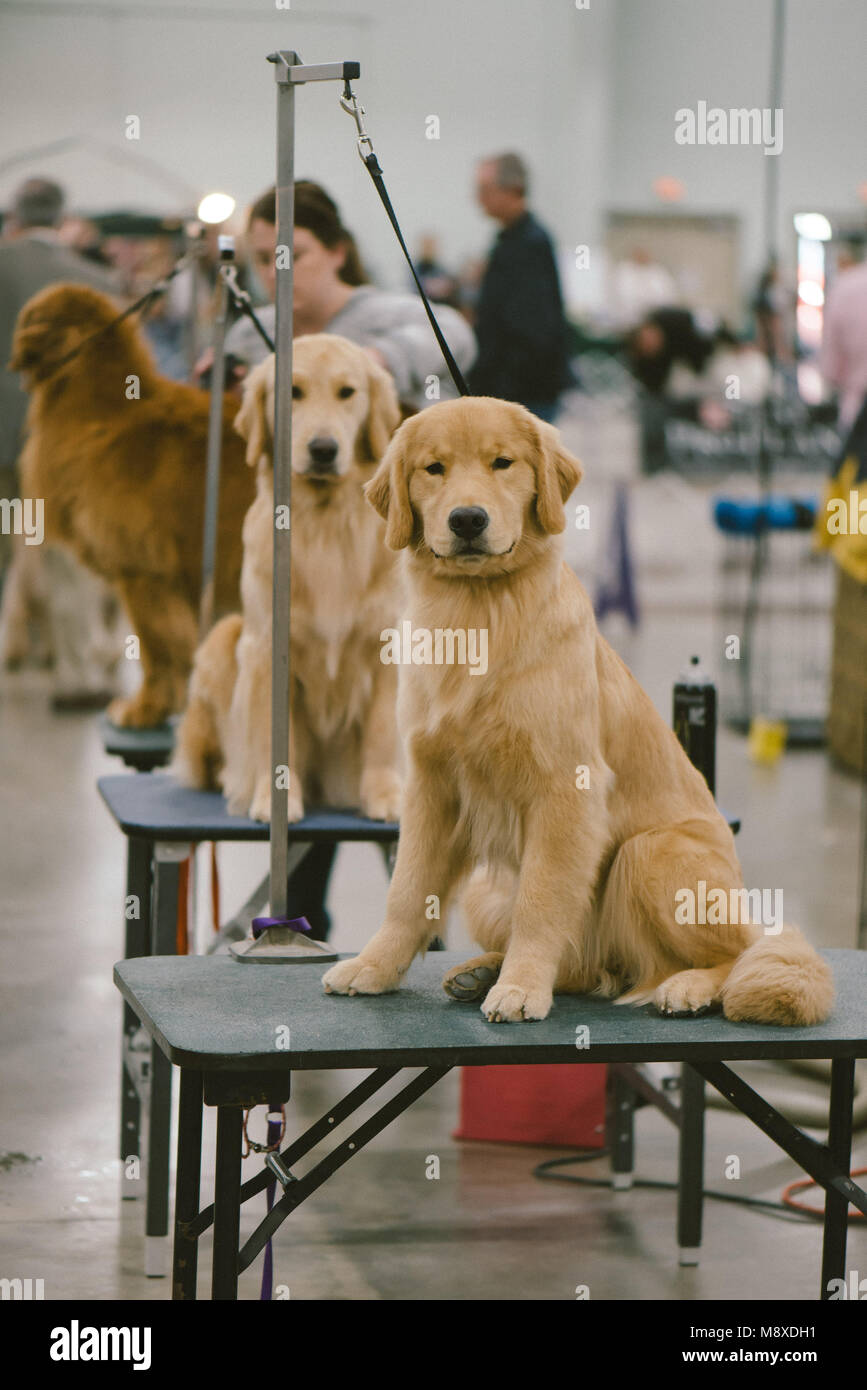 Celtic Classic Dog Show. 2018 Stock Photo