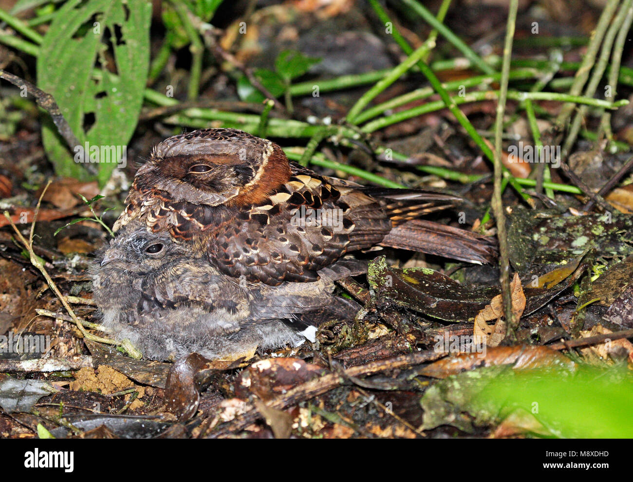 Gekraagde Nachtzwaluw op nest met jong; Collared Nightjar (Gactornis enarratus) adult on nest with a chick Stock Photo