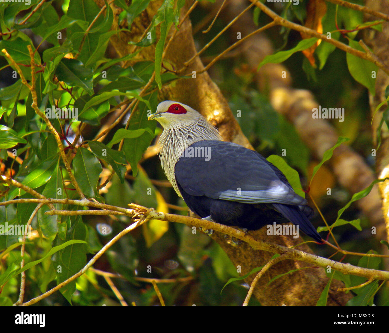 Order Of The Blue Pigeon