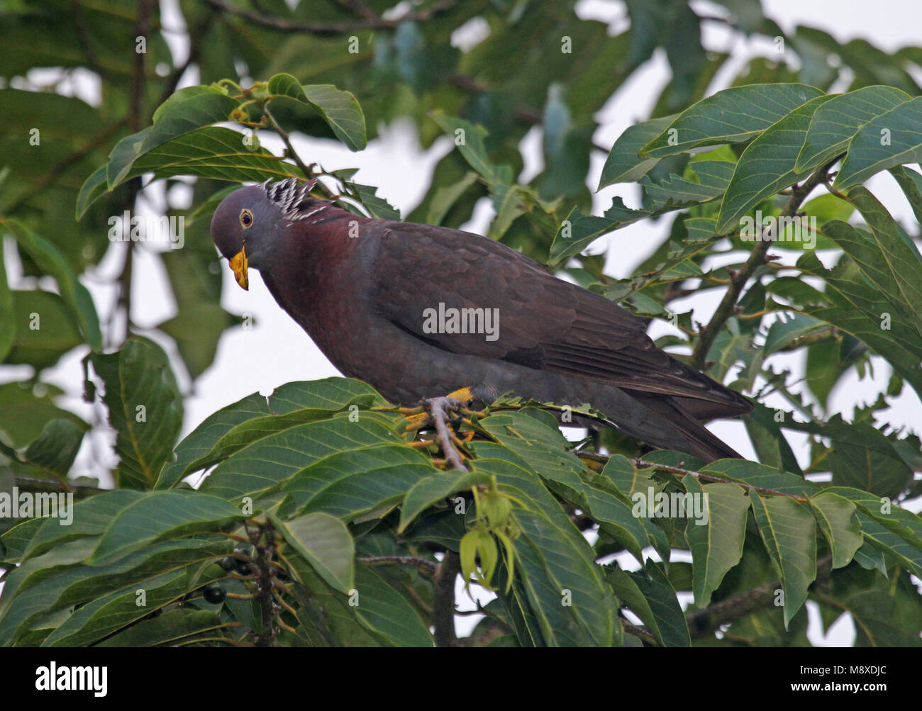 Comorenolijfduif, Comoro Olive-Pigeon, Columba pollenii Schlegel Stock Photo
