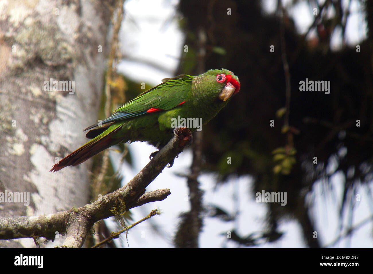 Page 2 - Recently Described Species High Resolution Stock Photography and  Images - Alamy