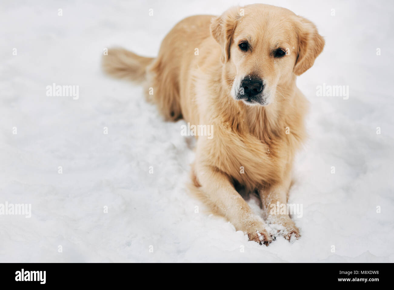 Photo of golden retriever sitting on snow at winter walk Stock Photo