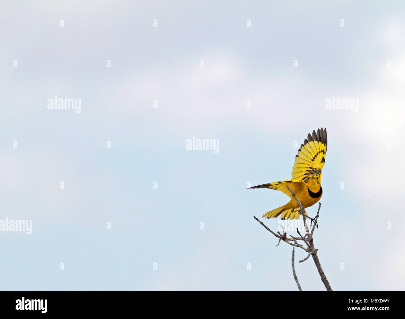 Baltsende Gouden pieper, Golden pipit displaying Stock Photo