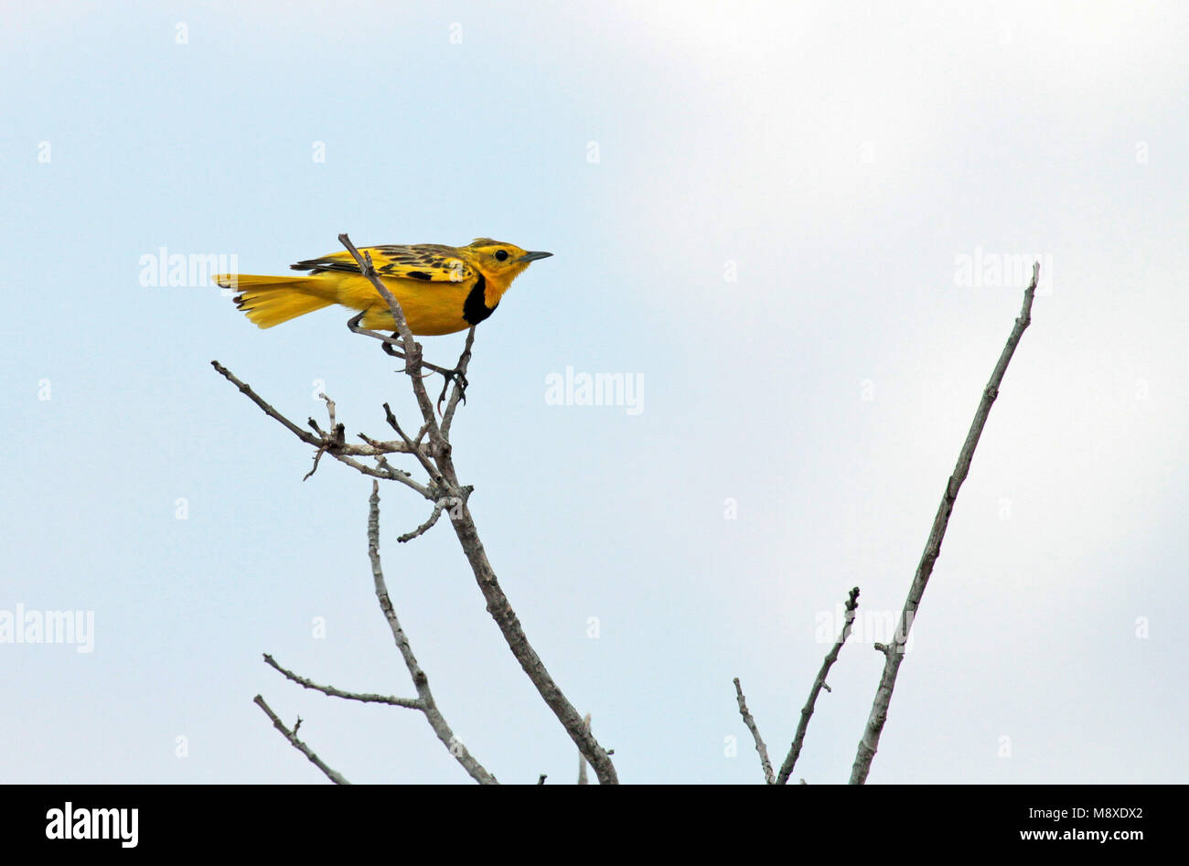 Baltsende Gouden pieper, Golden pipit displaying Stock Photo