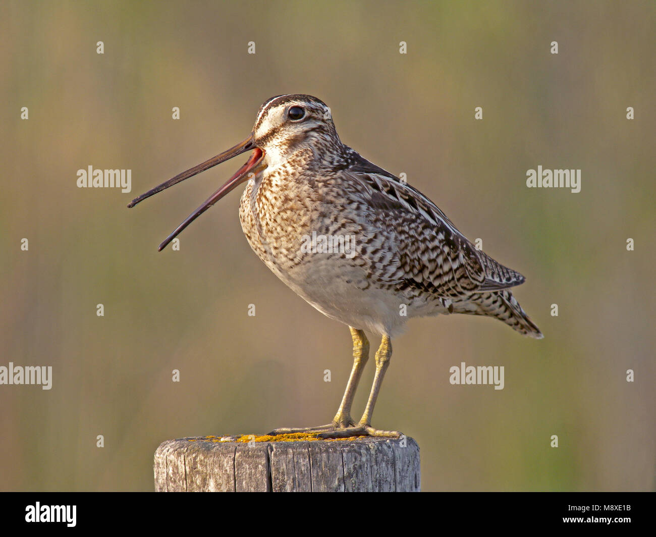 Japanse Snip roepend op paal, Latham's Snipe calling on pole Stock Photo