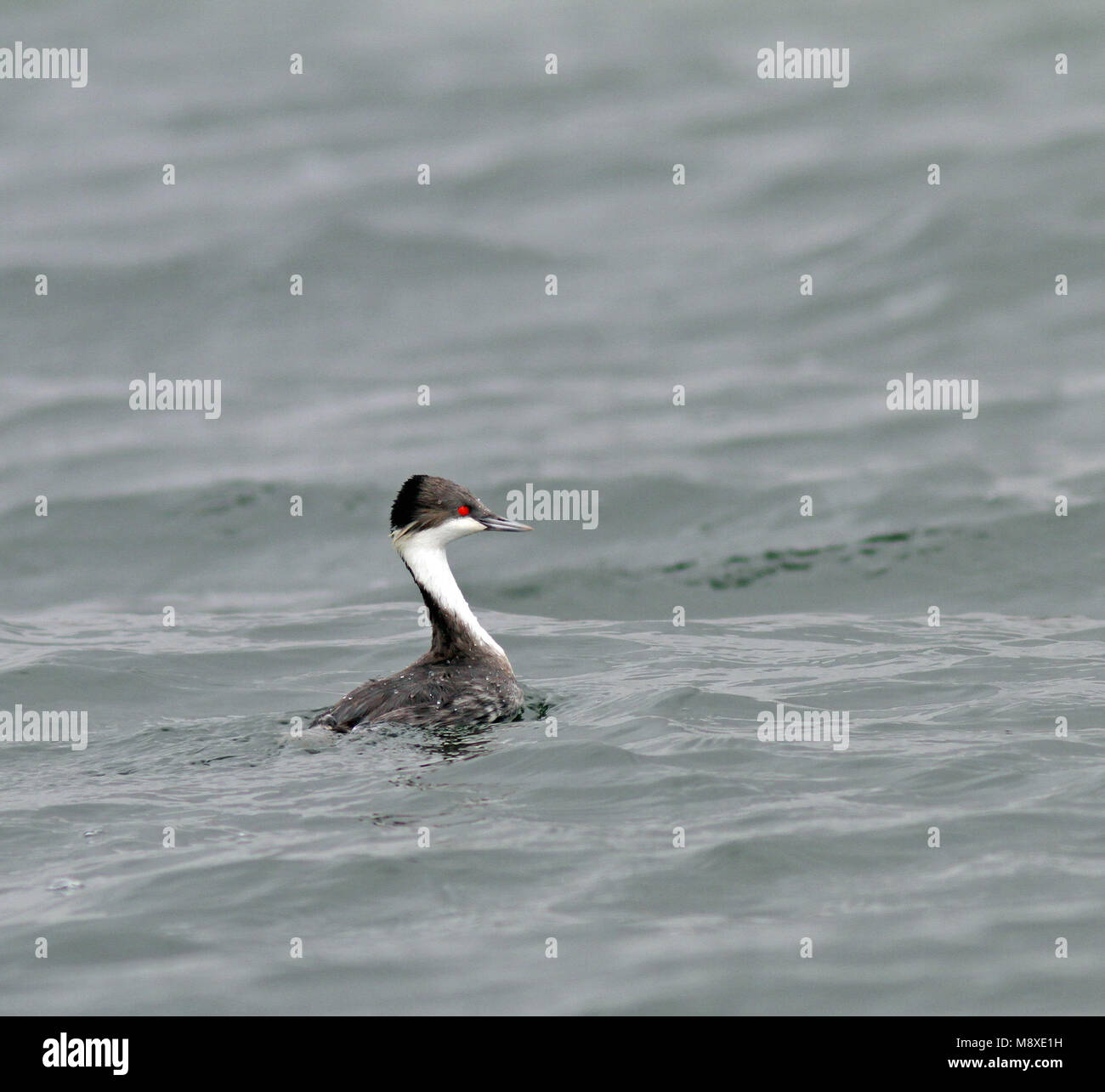 Junin Grebe (Podiceps taczanowskii) is found only on Lake Junin in the highlands of Junin, west-central Peru. The current population is estimated at l Stock Photo