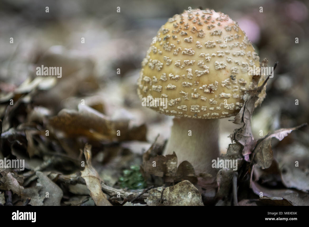 Poisonous mushroom blusher in forest leaves Stock Photo