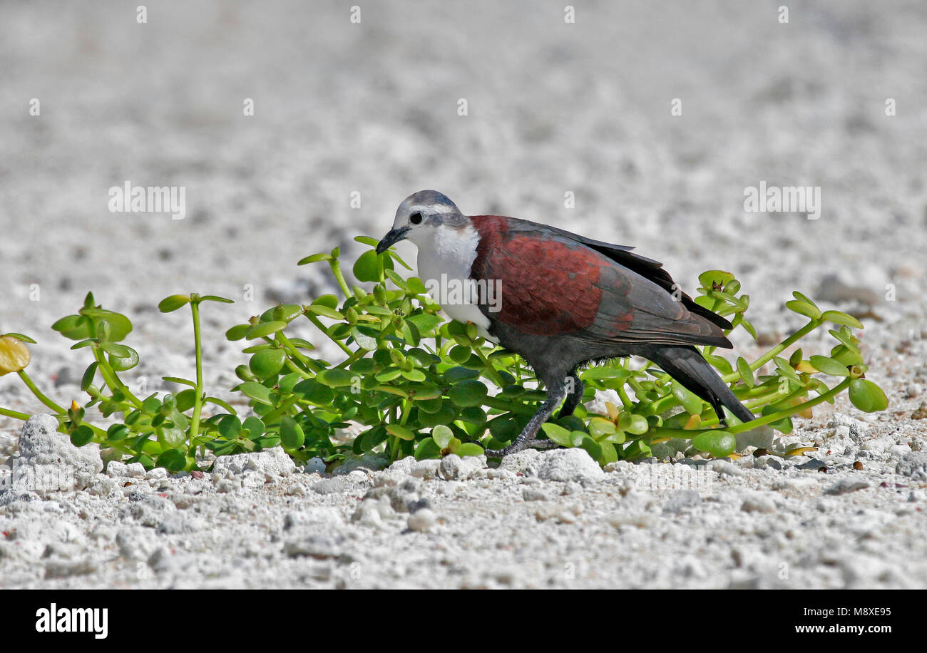 Foeragerende Tahitiaanse Patrijsduif, Polynesian Ground-Dove foraging Stock Photo