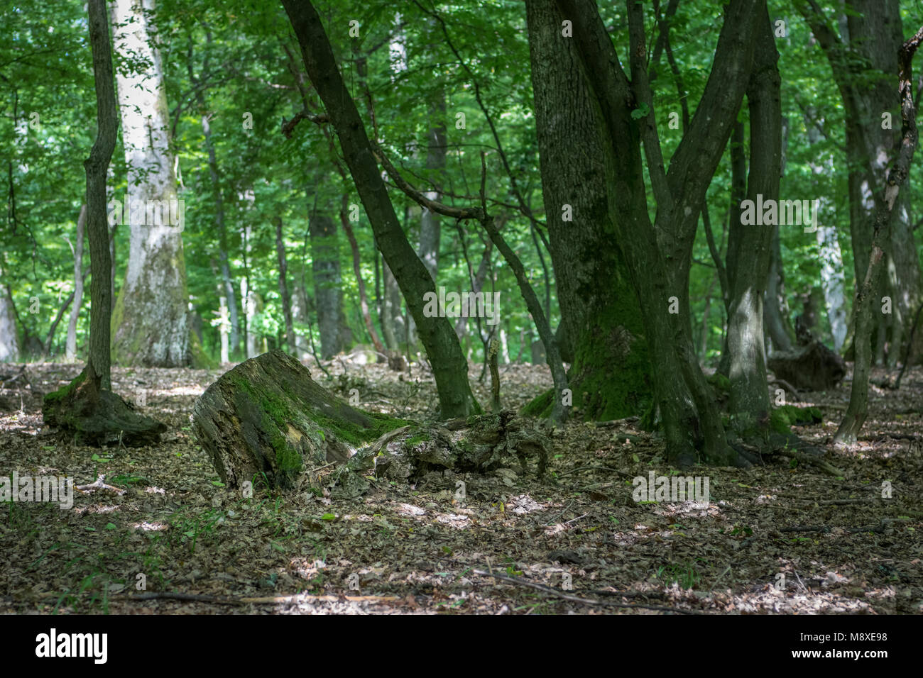 Nice tree trunks in the forest Stock Photo