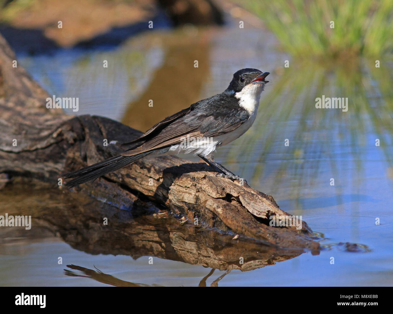 The Restless Flycatcher is found throughout east, south-east and south-west Australia and coastal islands. Stock Photo