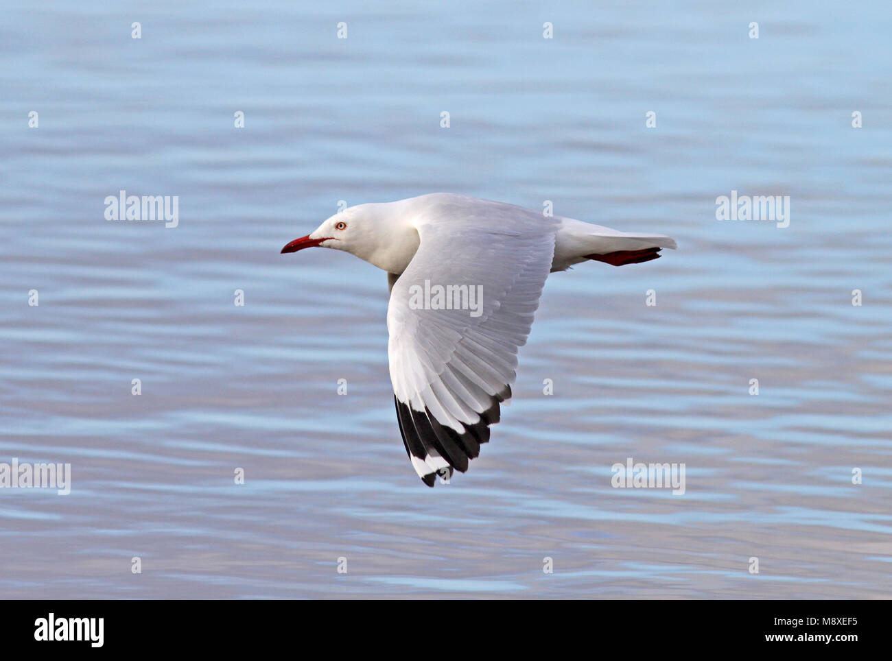 Volwassen Witkopmeeuw in vlucht, Adult Silver Gull in flight Stock Photo