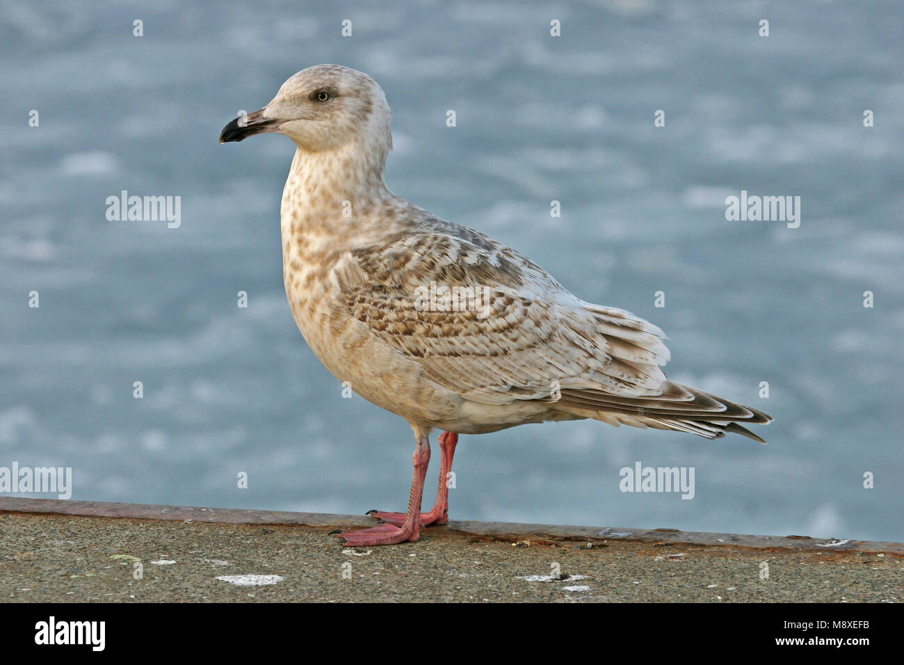Slaty-backed Gull, Kamtsjatkameeuw, Larus schistisagus Stock Photo