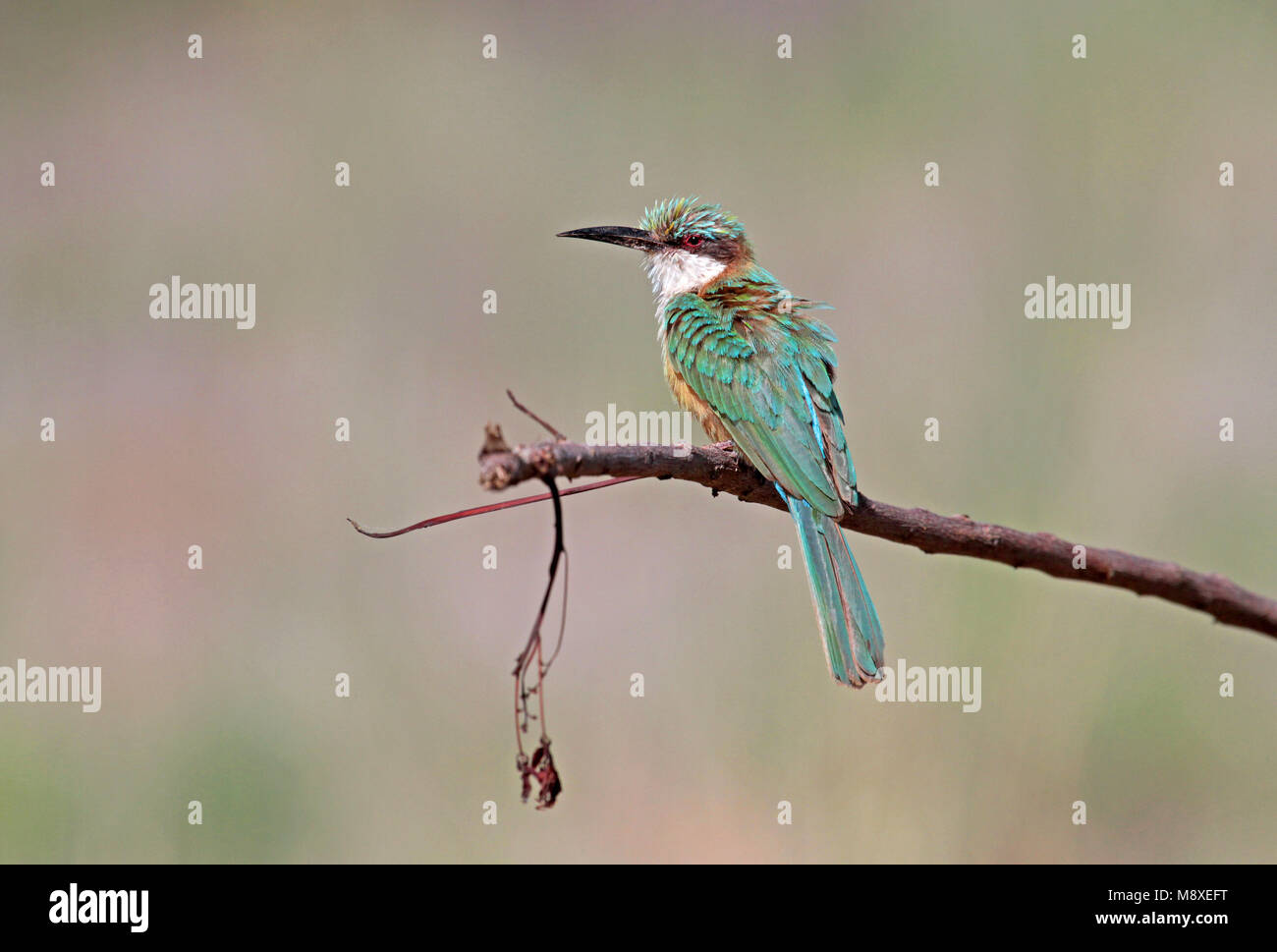 Somalische bijeneter, Somali bee-eater Stock Photo - Alamy