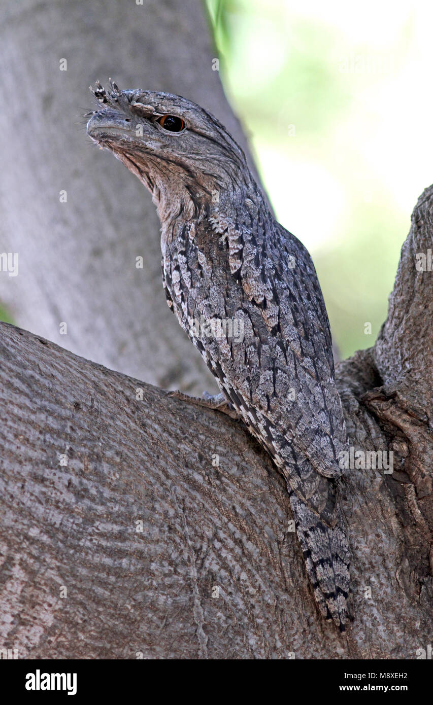 Uilnachtzwaluw zittend in een boom, Tawny Frogmouth perched in a tree Stock Photo