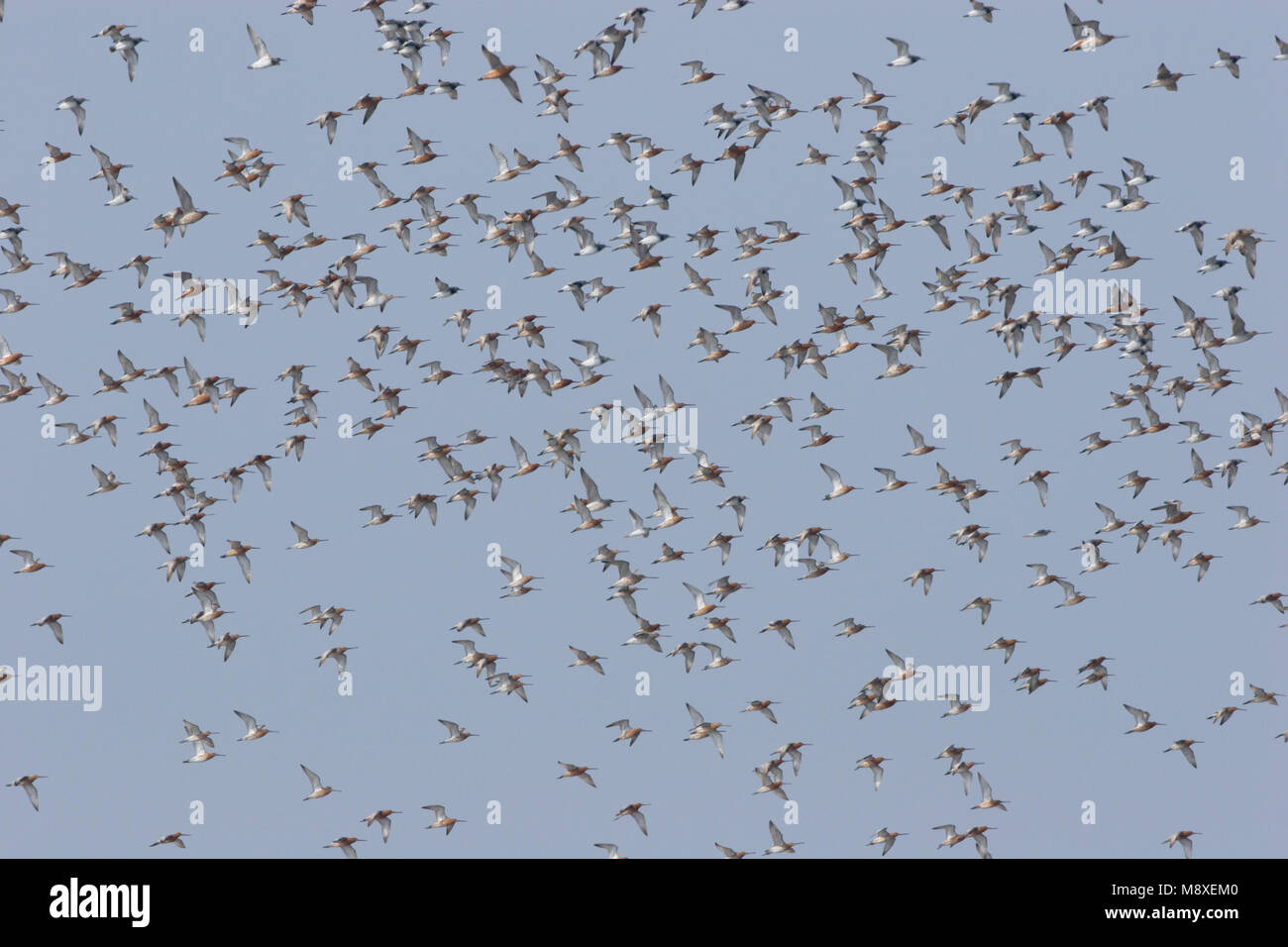 Grote groep Aziatische Grijze Snippen in vlucht; Big flock of Asian Dowitchersin flight Stock Photo