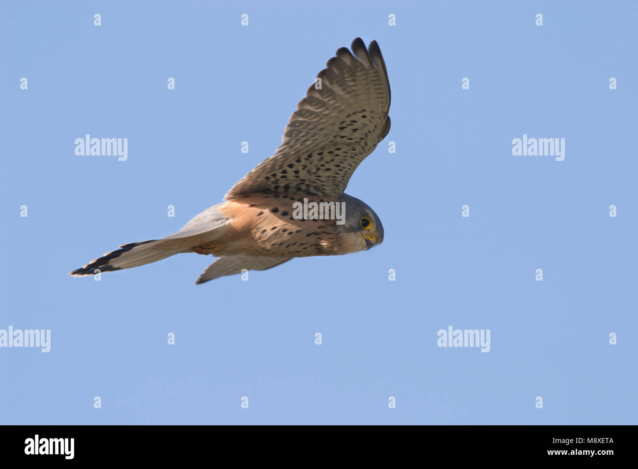 biddende jagende Torenvalk in blauwe lucht. Common Kestrel hovering hunting against blue sky Stock Photo