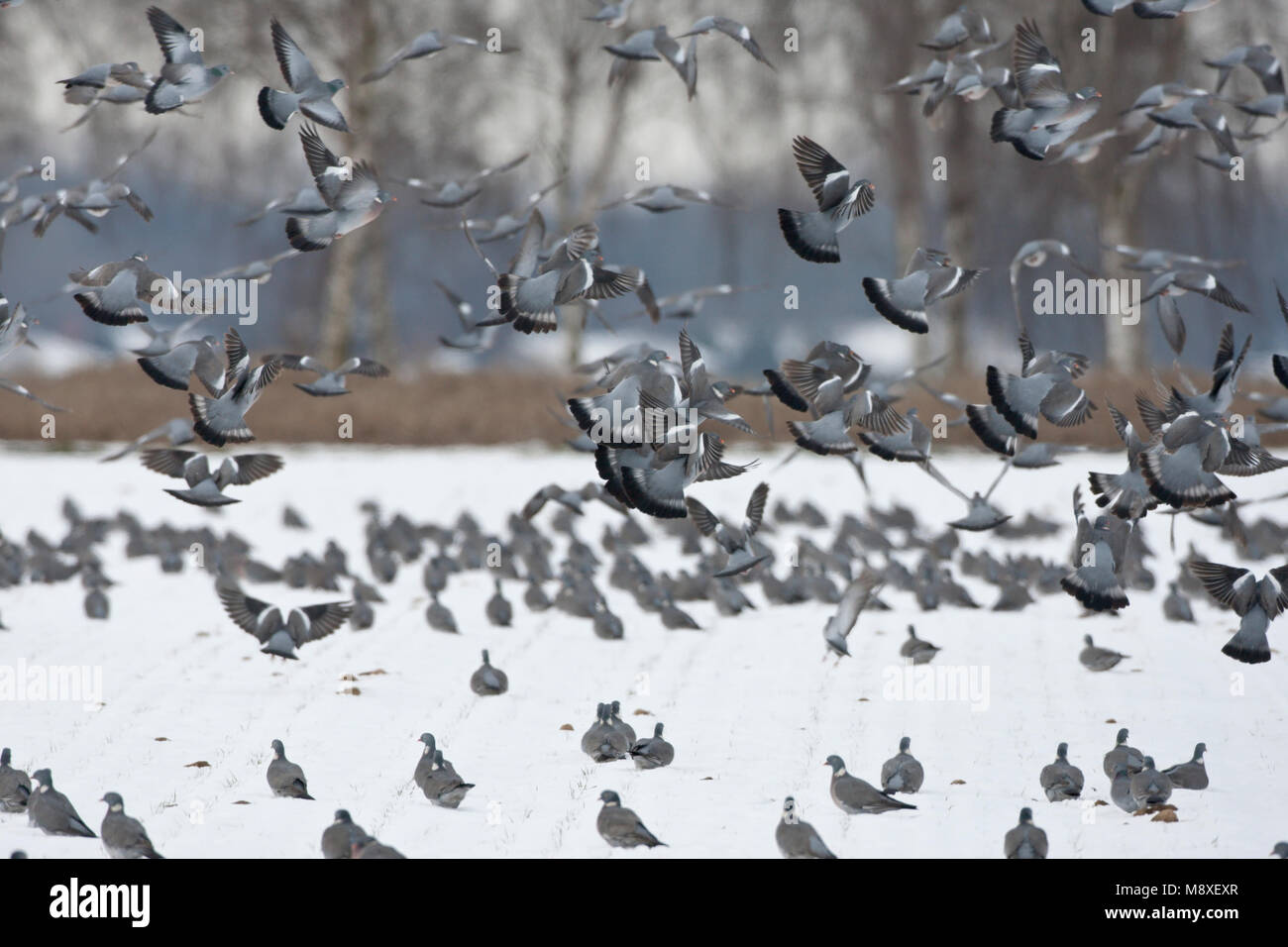 Grote groep overwinterende Houtduiven strijken neer en zoeken voedsel op besneeuwde hamsterakkers; A large flock of Woodpigeons feeding in the snow on Stock Photo