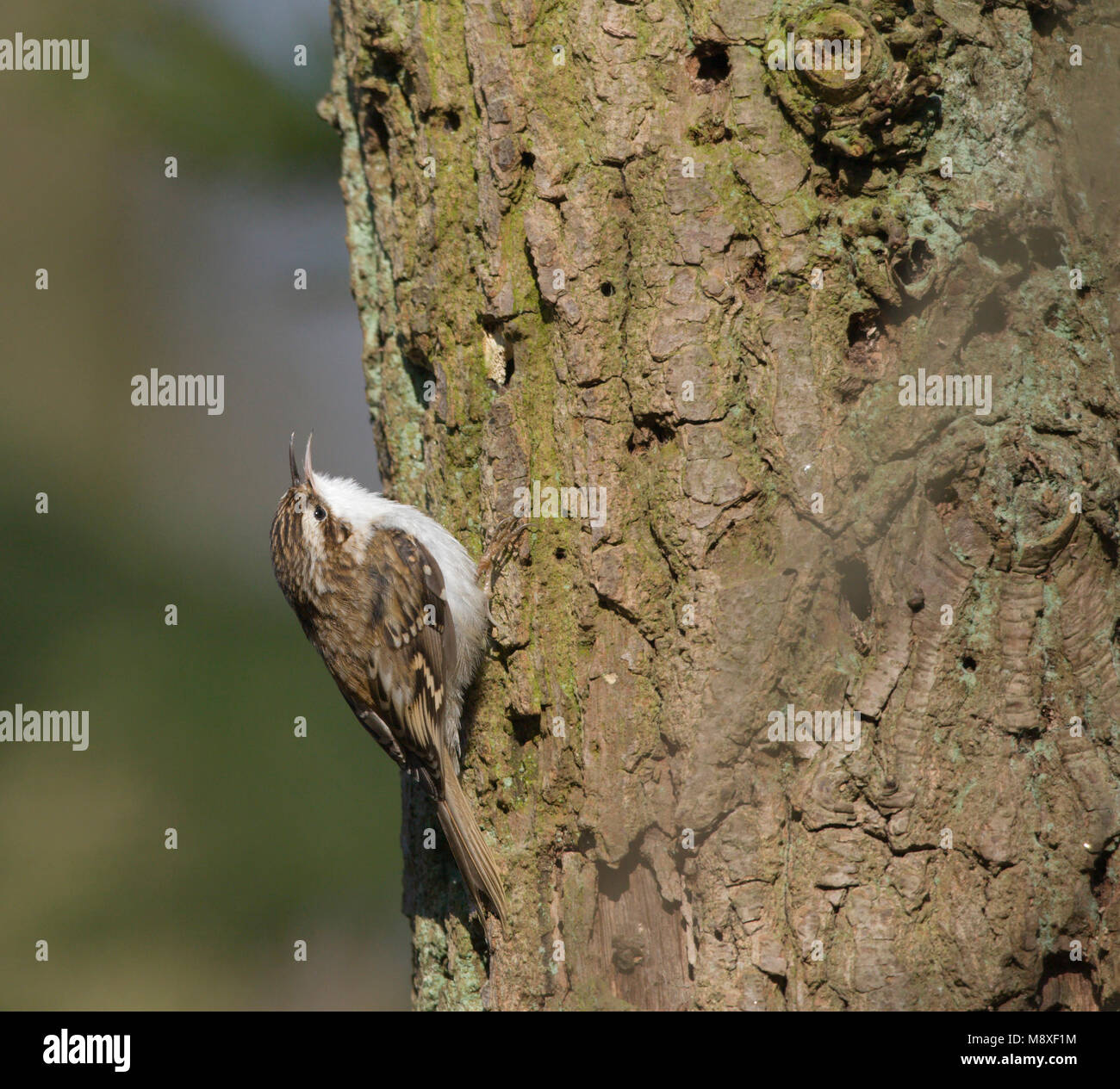 Zingende Korstsnavelboomkruiper zittend op eikenstam. Singing Eurasian Treecreeper on stem of oak Stock Photo