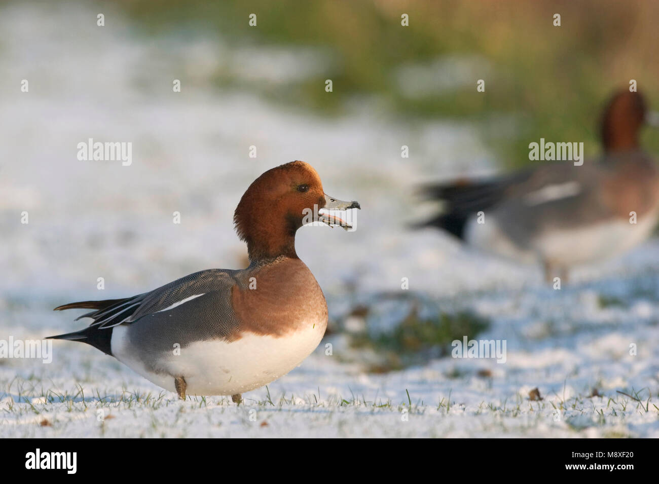 Roepend mannetje Smient op grasland met sneeuw; Calling male Eurasian Wigeon on grassland with snow Stock Photo