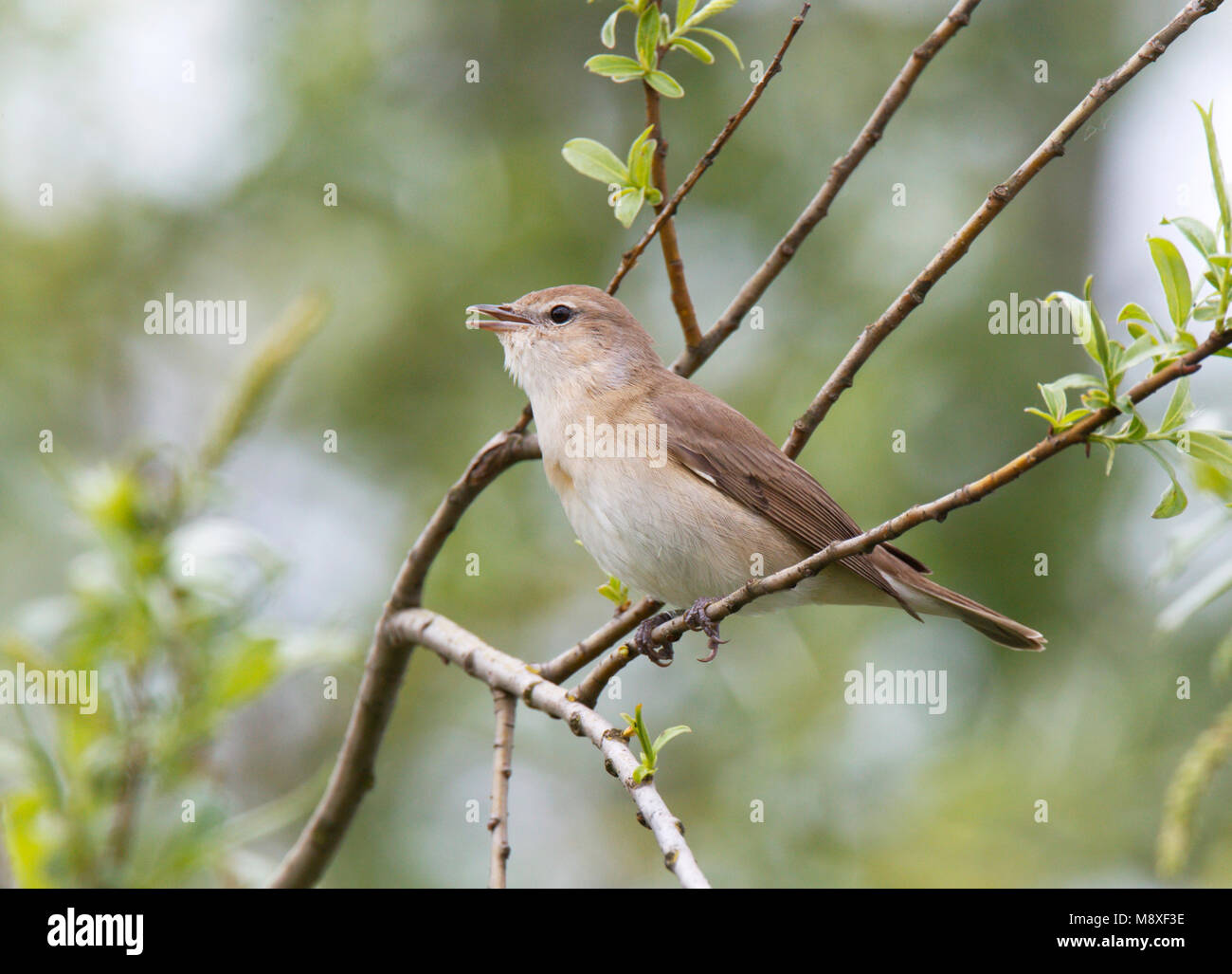 Zingende Tuinfluiter zittend op tak van wilg. Singing Garden Warbler sitting on branche of willow. Stock Photo