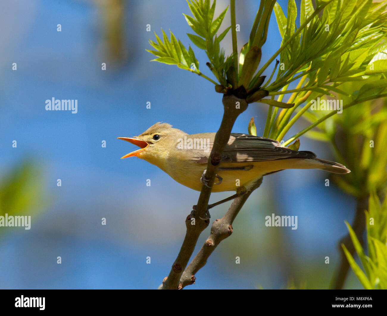 Zingende Spotvogel zittend in Es met ontluikende bladeren. Singing Icterine Warbler sitting in Ash with young leafs Stock Photo