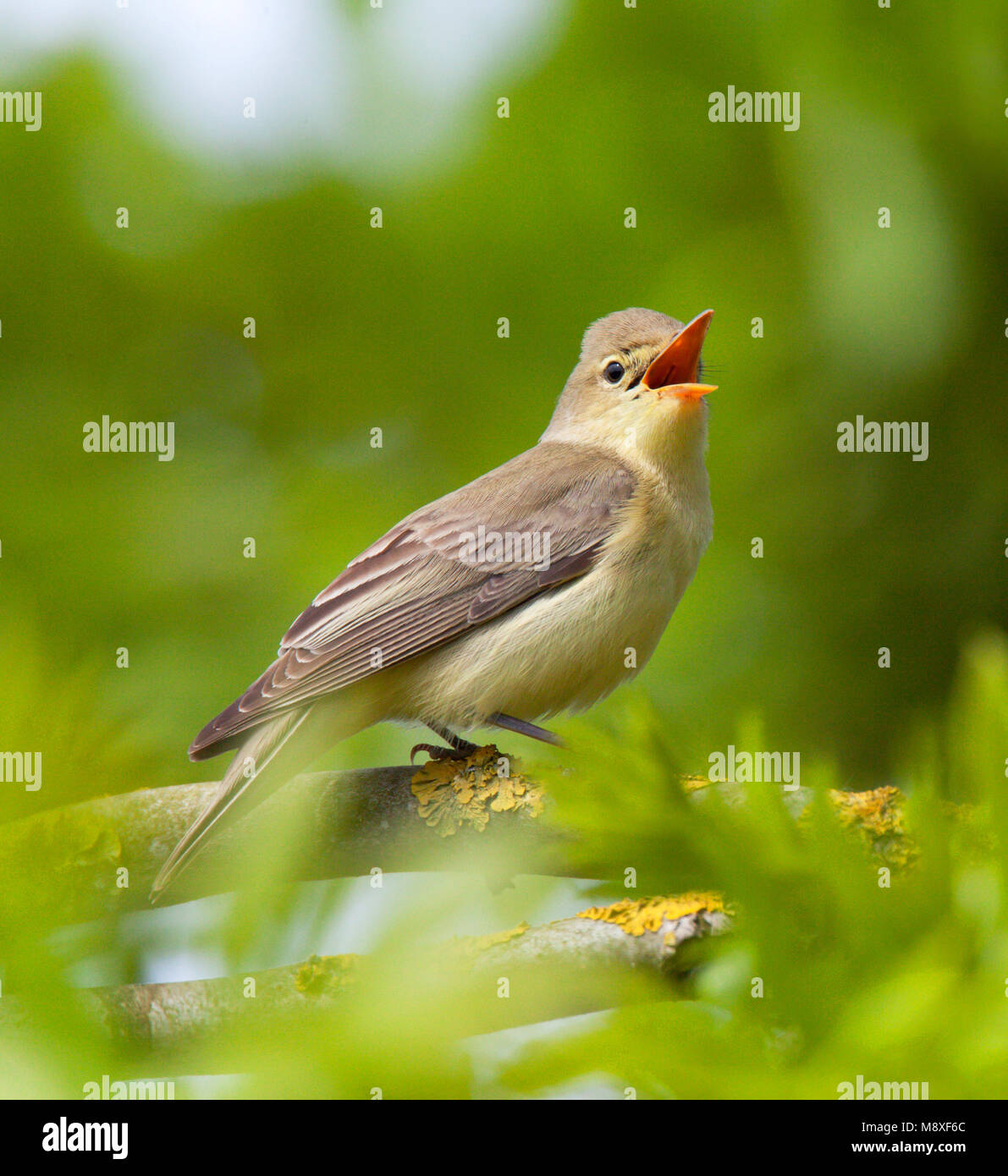 Zingende Spotvogel zittend in Es met ontluikende bladeren. Singing Icterine Warbler sitting in Ash with young leafs Stock Photo