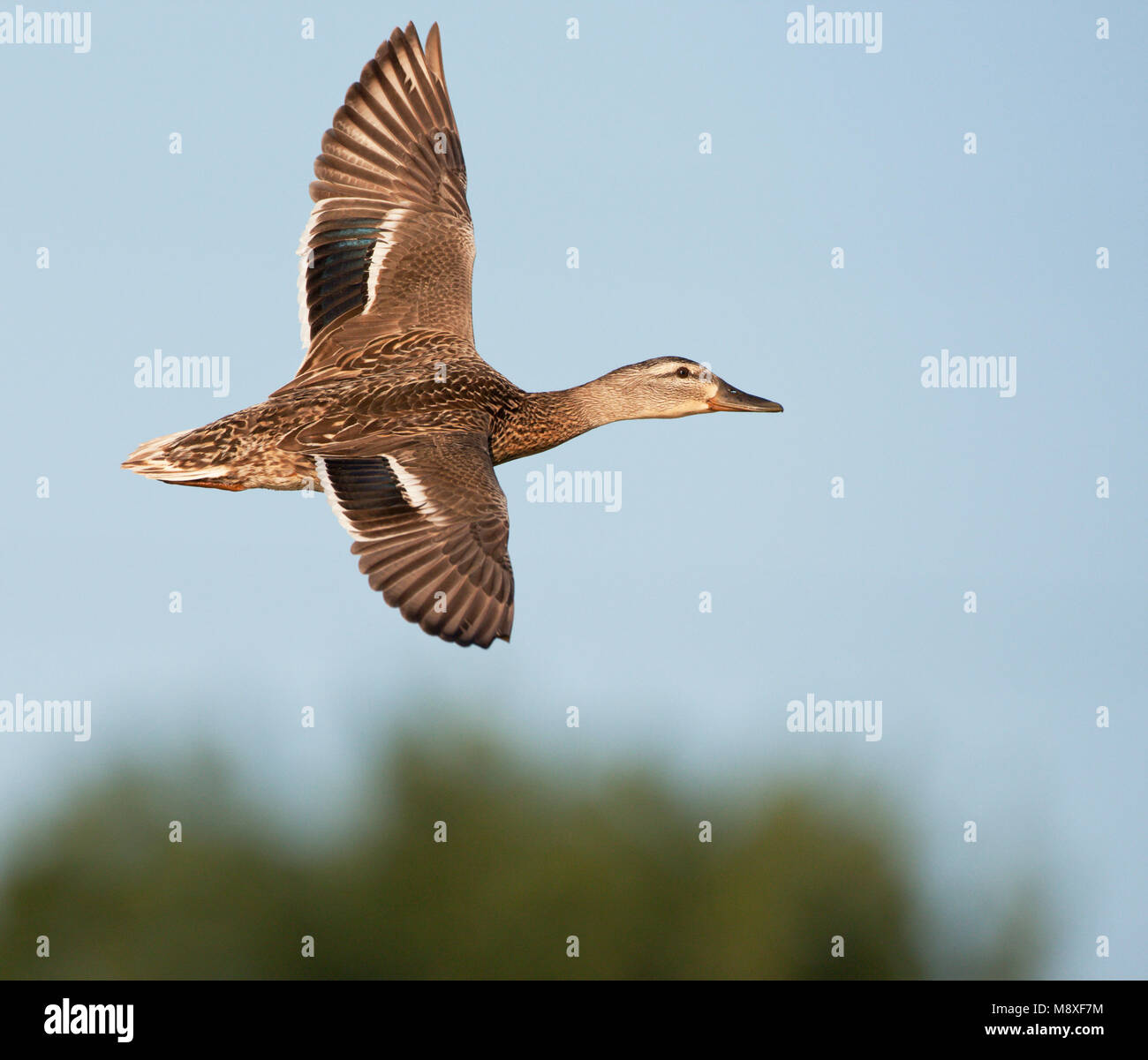 Vliegend vrouwtje Wilde Eend in bovenaanzicht. Flying female Mallard Stock  Photo - Alamy, image size:1300x1201