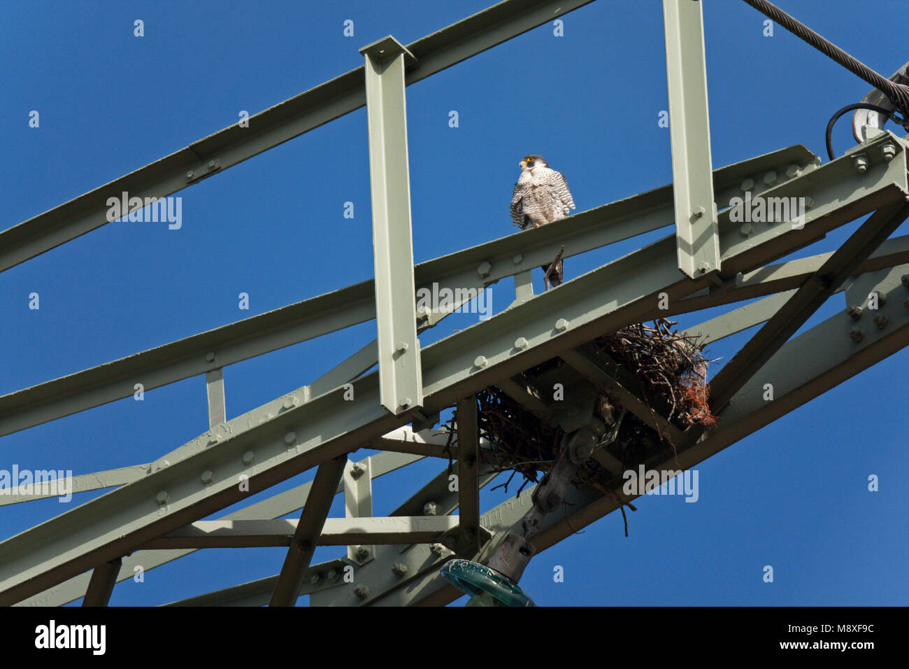 Adulte Slechtvalk zit naast zijn nest in een hoogspanningsmast. Adult Peregrine Falcon sitting near its nest in a power pylon Stock Photo