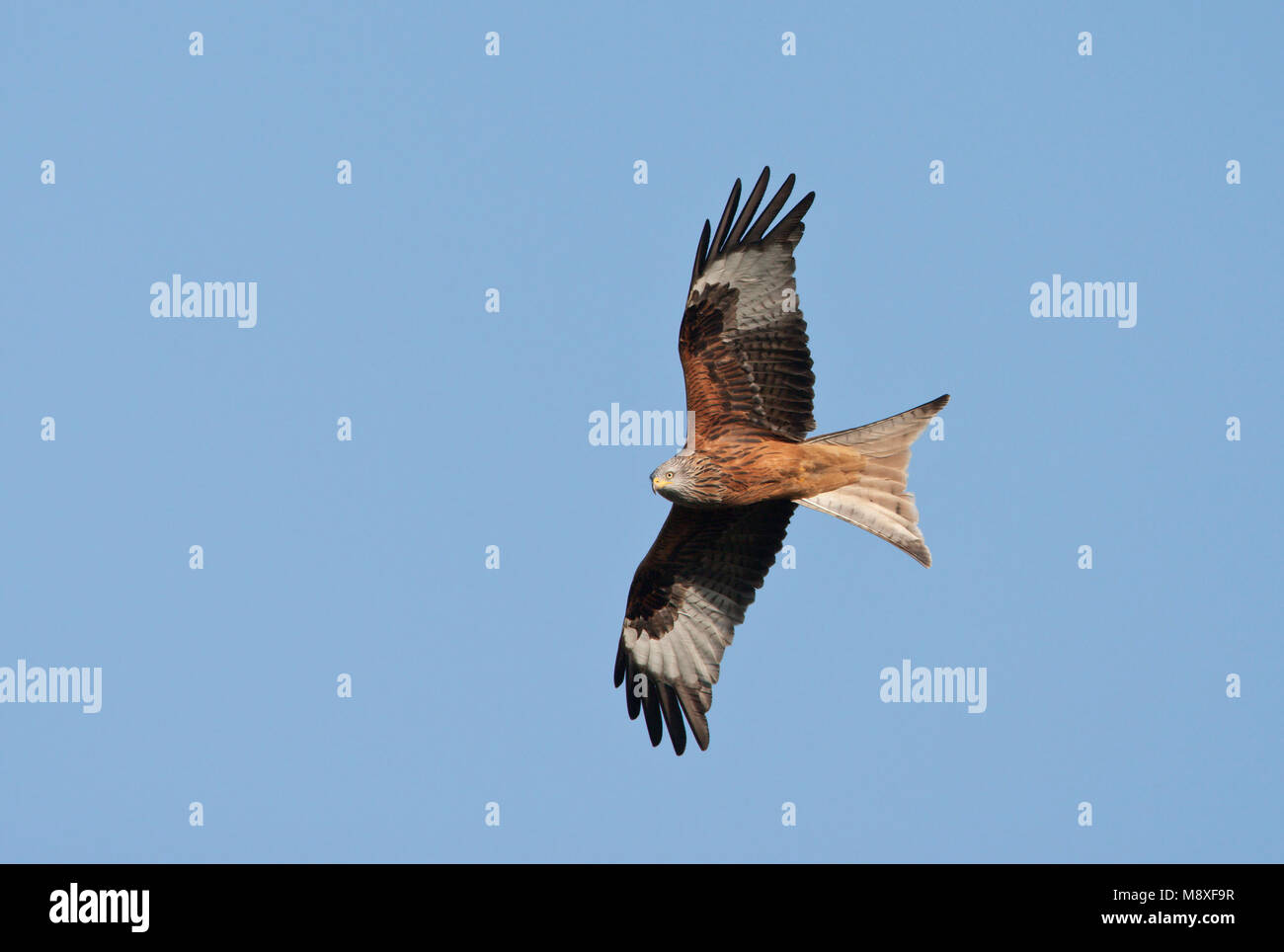 Vliegende Rode Wouw in blauwe lucht. Flying Red Kite against blue sky. Stock Photo