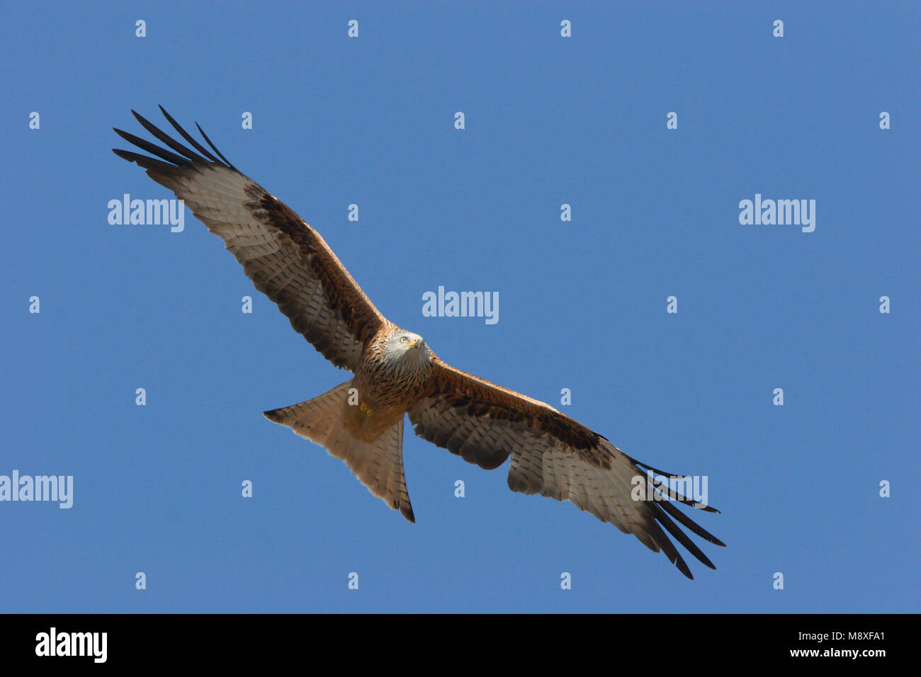 Rode ran hi-res stock photography and images - Alamy