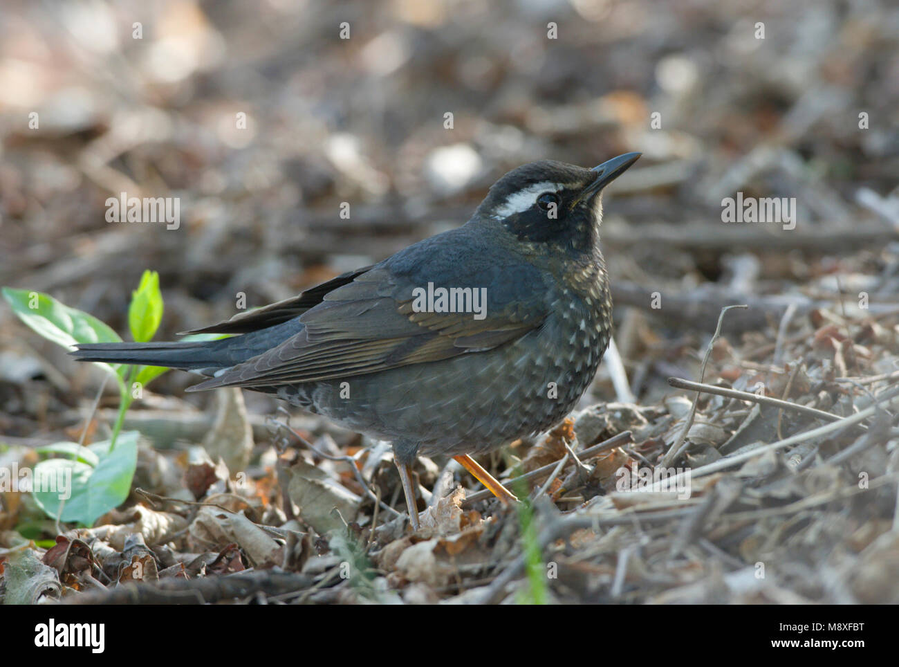 Immature male Siberian Thrush foraging on ground in forest China, Jong mannetje Siberische Lijster foeragerend op de grond in bos China Stock Photo