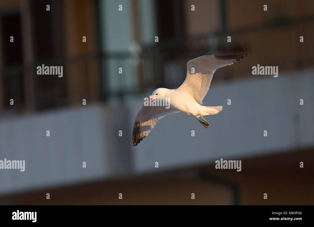 Audouins Meeuw vliegend langs gebouw; Audouin's Gull flying in front of buildings Stock Photo