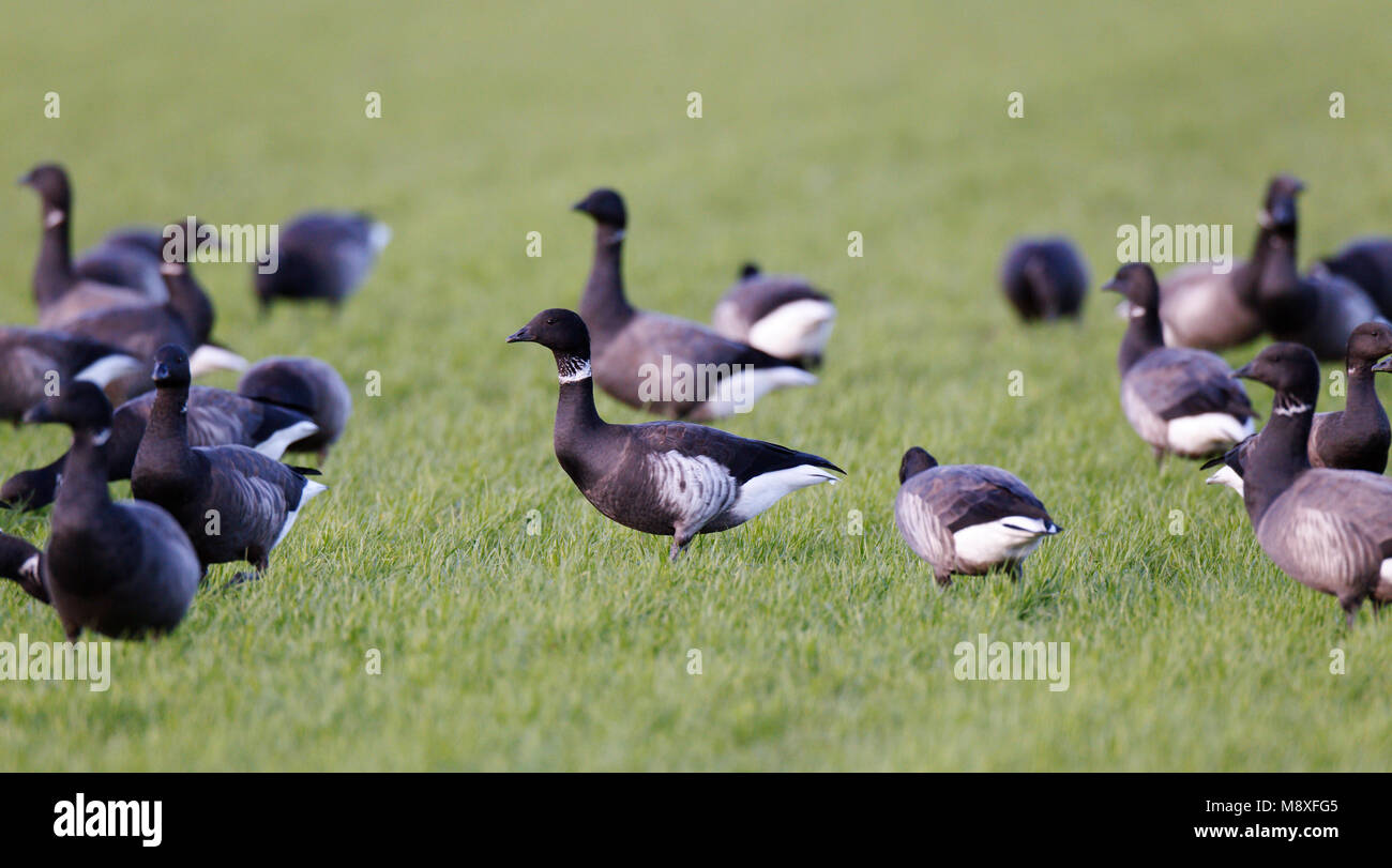 Zeldzame zwarte Rotgans tussen gewone Rotgans in weiland; Rare Black Brent between Brent Goose in meadow Stock Photo