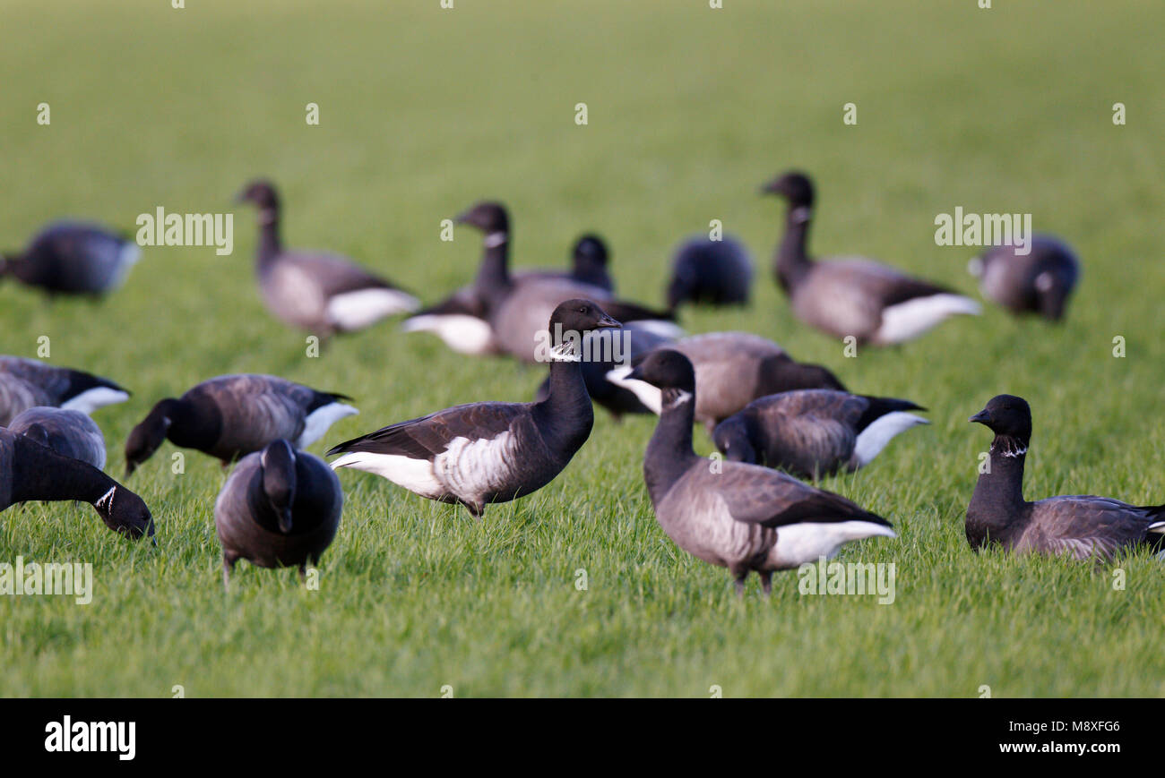 Zeldzame zwarte Rotgans tussen gewone Rotgans in weiland; Rare Black Brent between Brent Goose in meadow Stock Photo