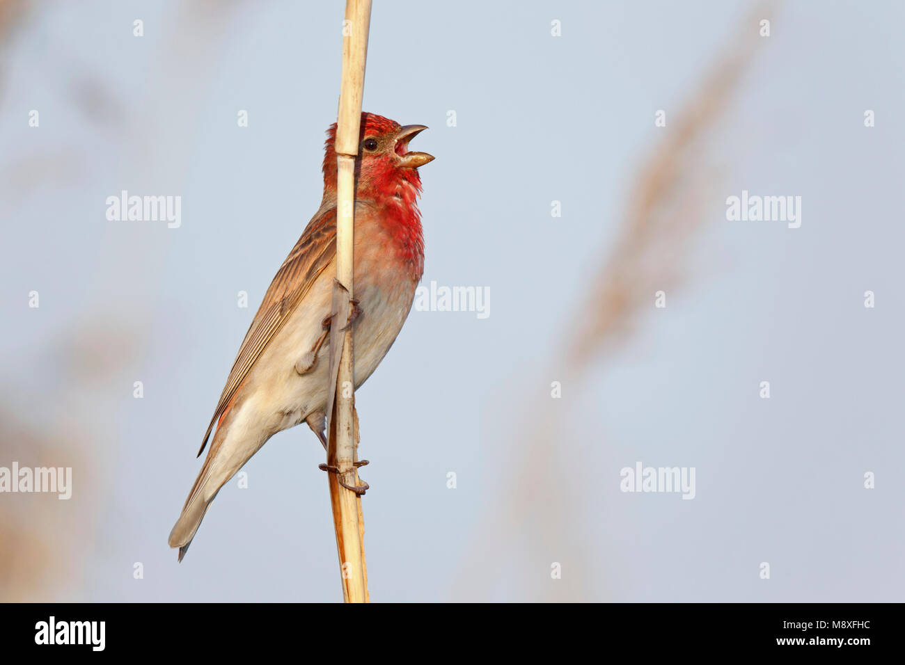 Zingend mannetje Roodmus zittend op stengel van riet;Male Common Rosefinch singing in Reed Stock Photo
