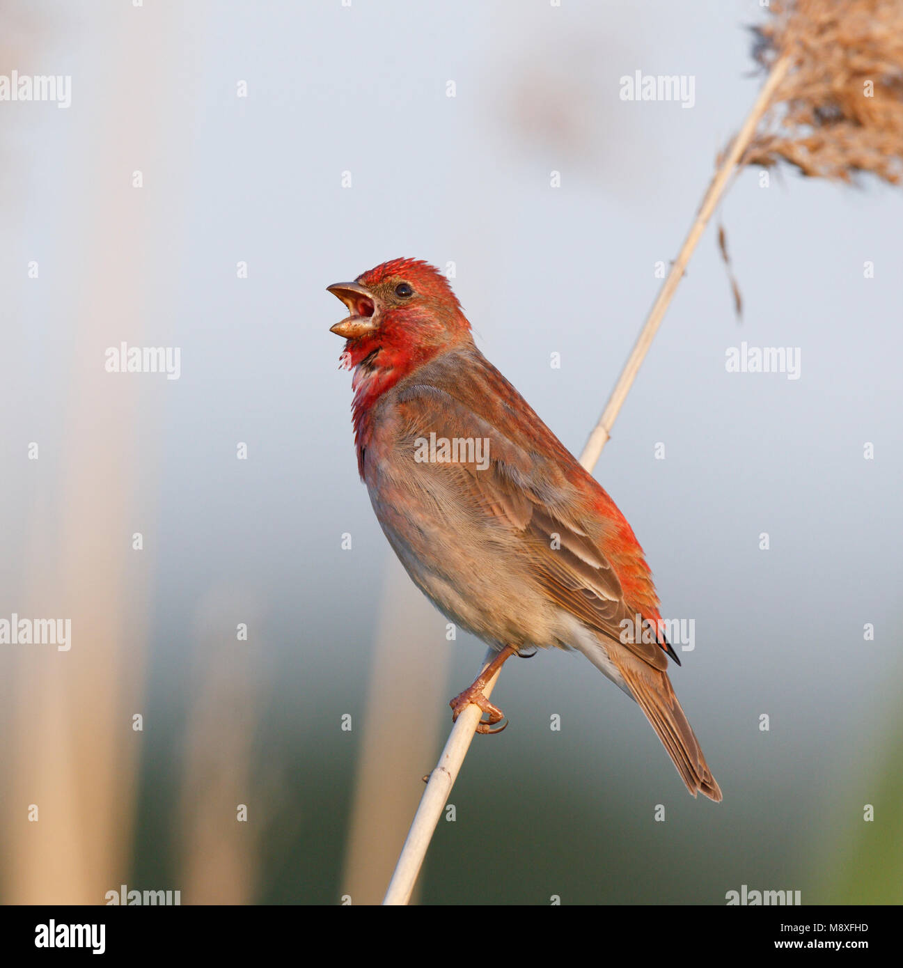 Zingend mannetje Roodmus zittend op stengel van riet;Male Common Rosefinch singing in Reed Stock Photo