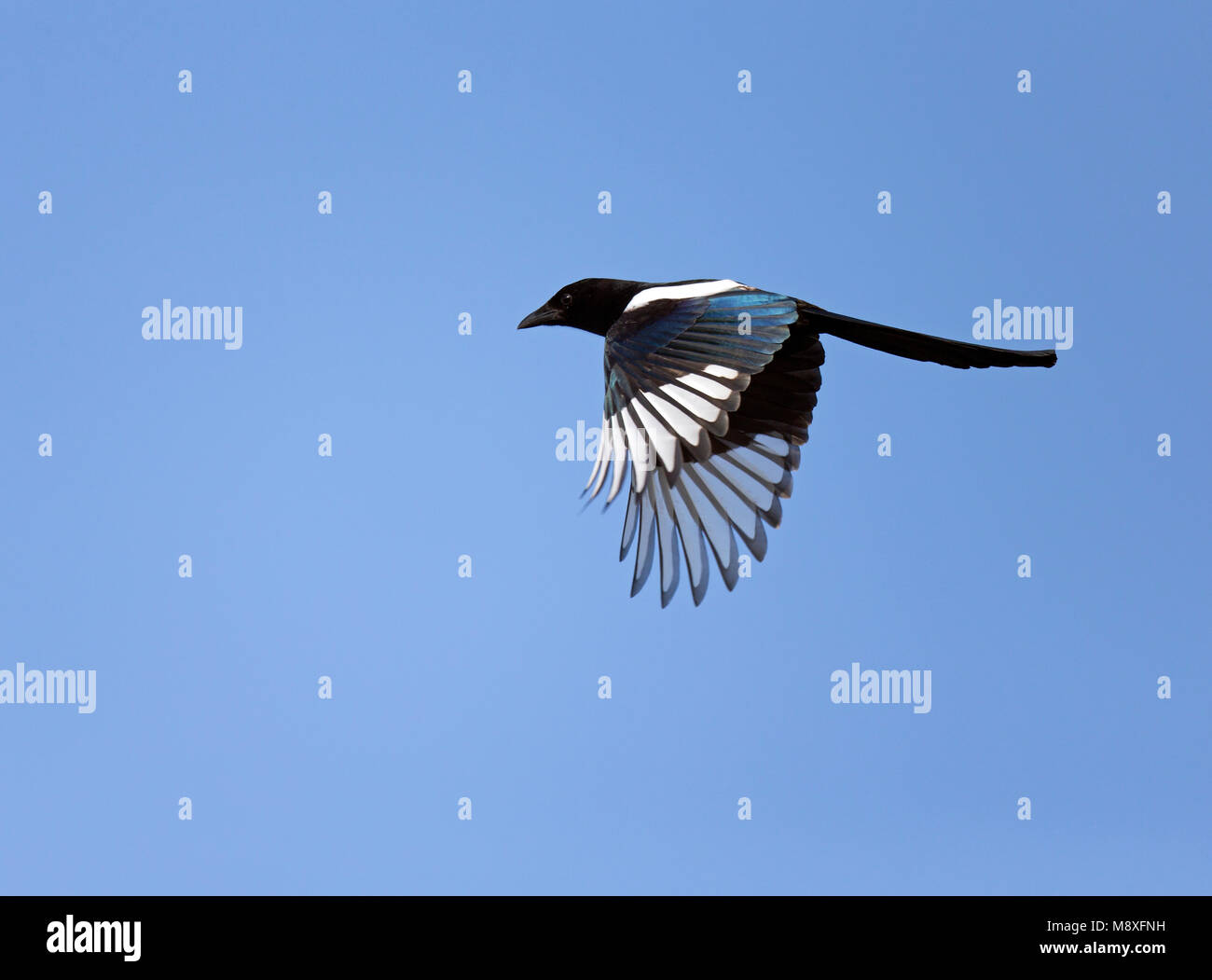 Ekster vliegend in de blauwe lucht;Flying Common Magpie against blue sky Stock Photo