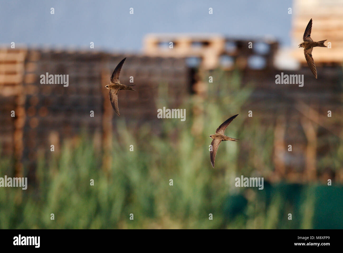 Groepje van drie vliegende en gierende en roepende Vale Gierzwaluwen in bovenaanzicht;Flock of calling Flying Pallid Swifts Stock Photo