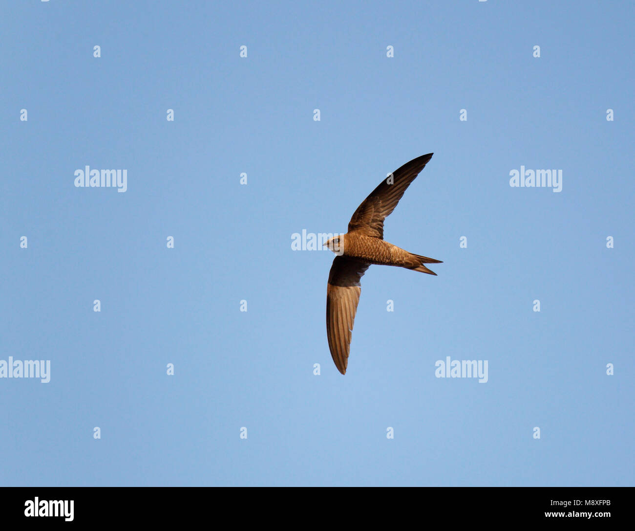 Vliegende Vale Gierzwaluw;Flying Pallid Swift Stock Photo