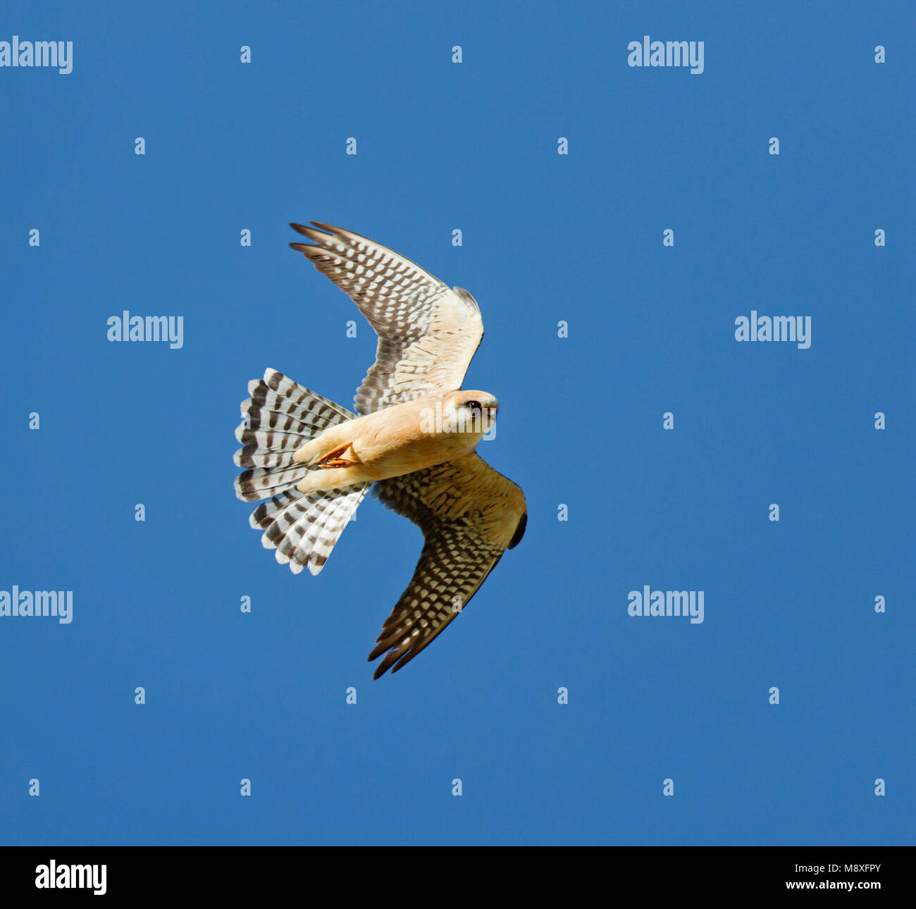 Adult mannetje Roodpootvalk vliegend in de blauwe lucht; Adult male  Red-footed Falcon flying against blue sky Stock Photo - Alamy