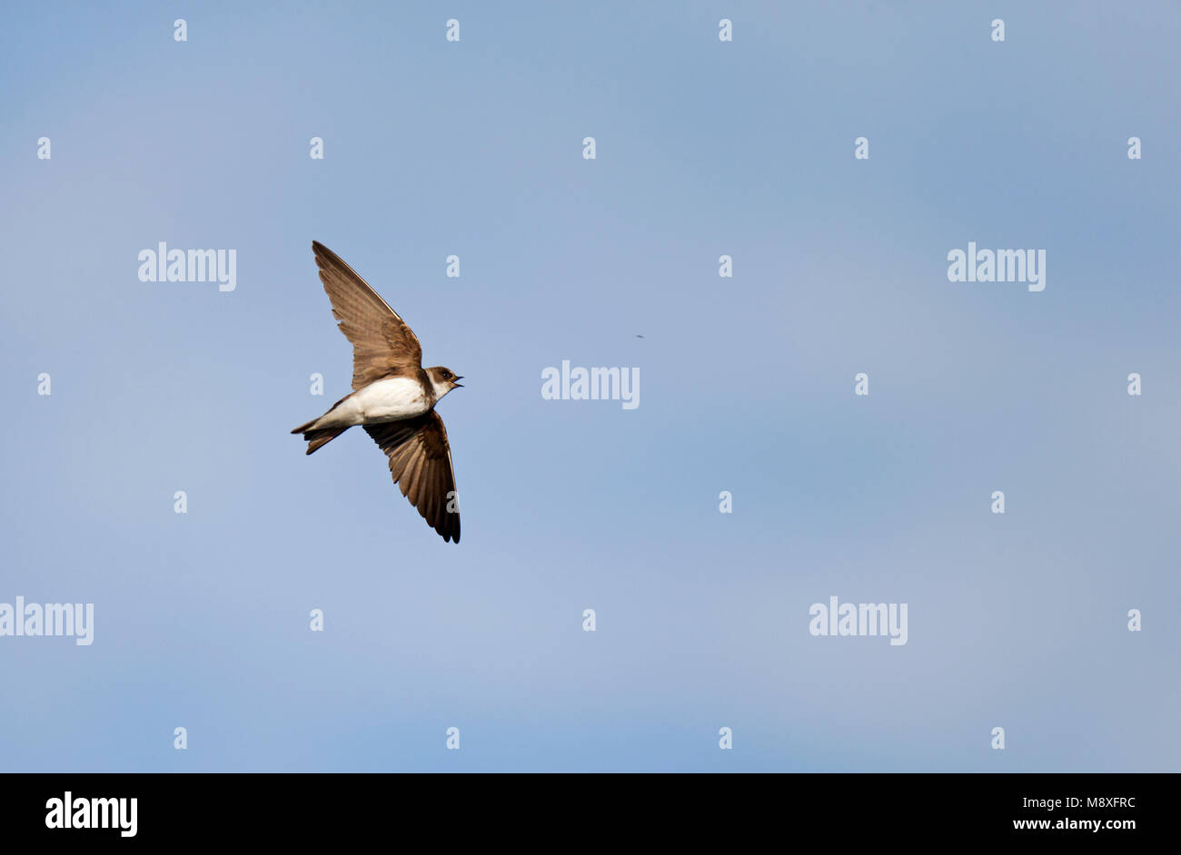 Vliegende fouragerende Oeverzwaluw vangt met open snavel insect uit de lucht; Flying foraging Sand Martin with open bill to catch an insect from the a Stock Photo