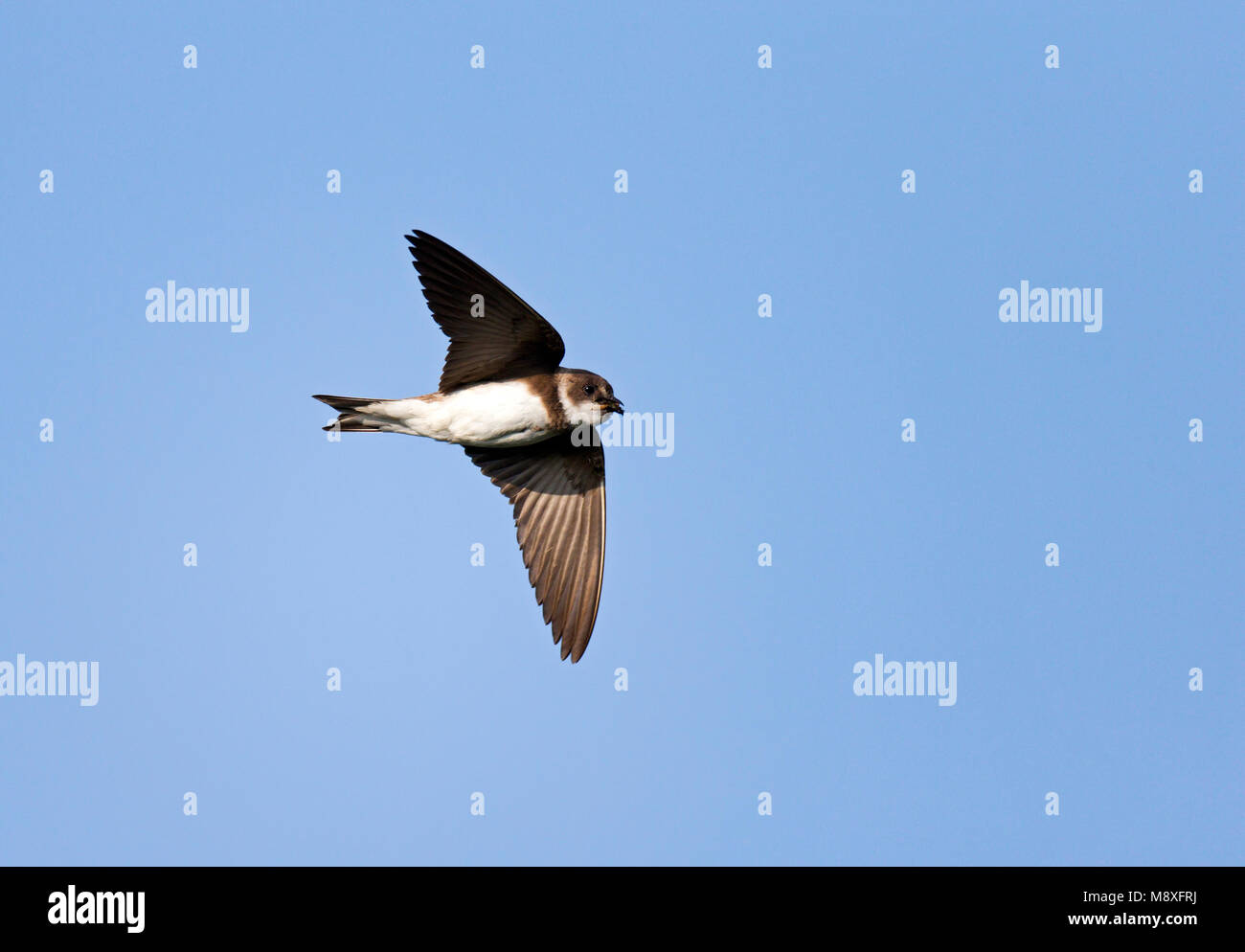 Vliegende fouragerende Oeverzwaluw met snavel en keelzak krop vol gevangen insecten ; Flying foraging Sand Martin with bill full of insects for its ne Stock Photo