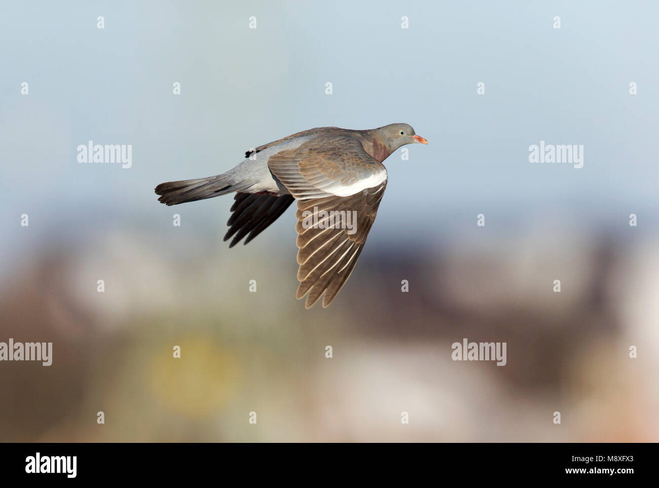Vliegende trekkende Houtduif; Flying migrating Common Wood Pigeon Stock Photo