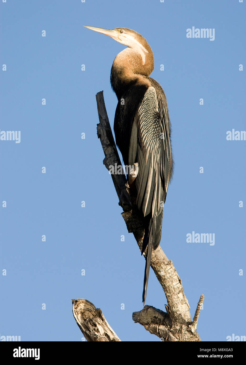 African Darter perched; Afrikaanse Slangenhalsvogel zittend Stock Photo