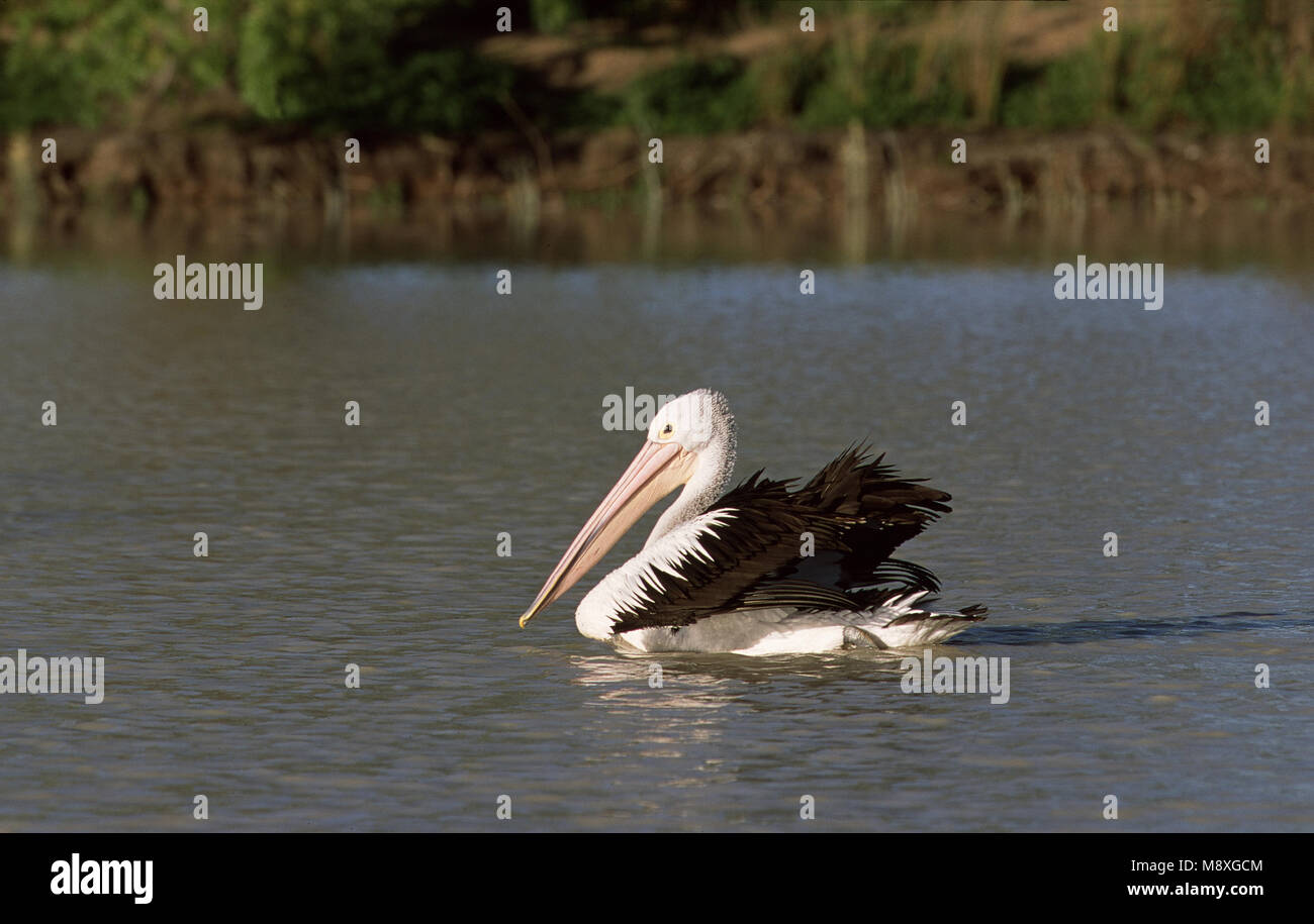 Australian Pelican swimming; Brilpelikaan zwemmend Stock Photo